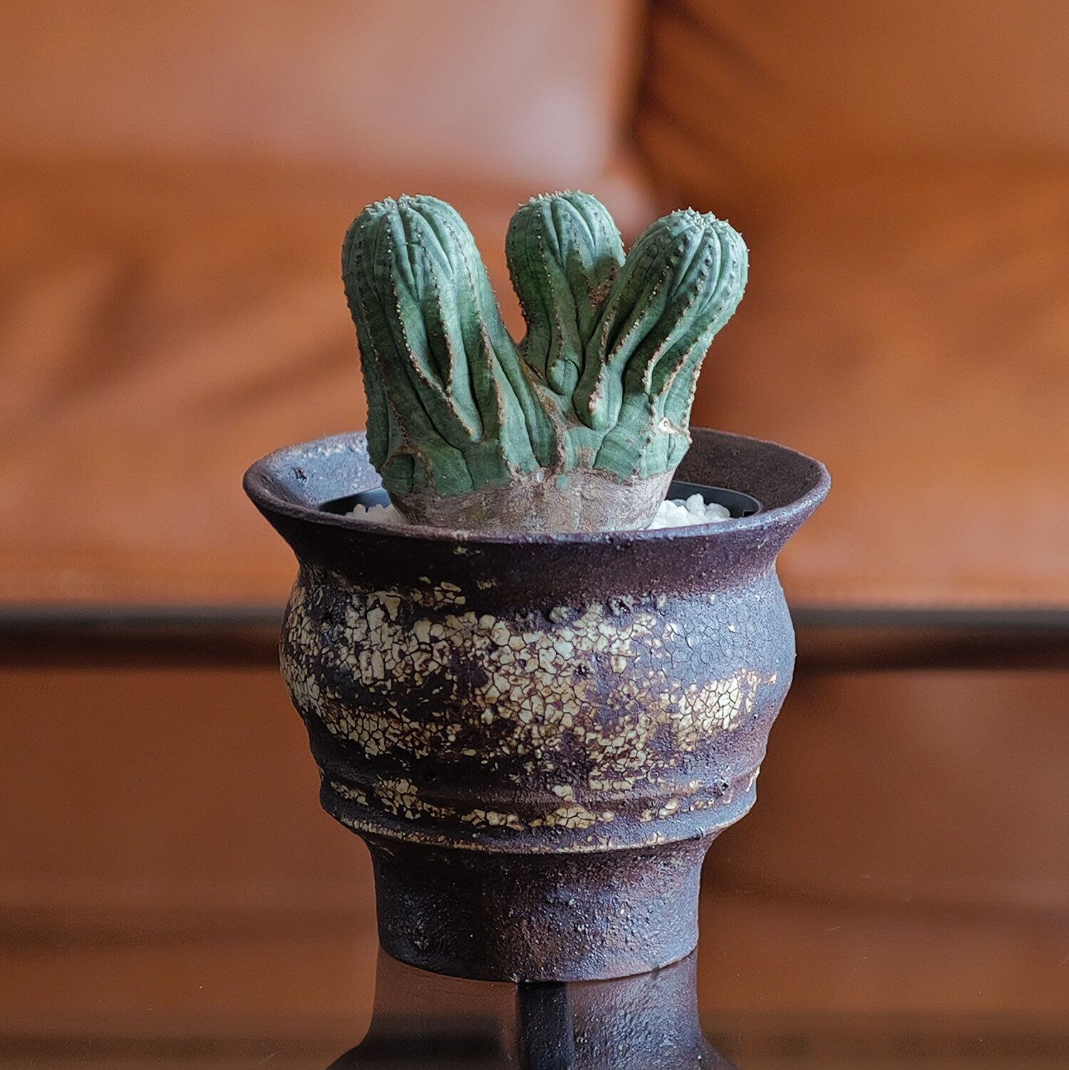 ダルマオベサ・モンストオベサ 2個セット RETAKE【超厳選株】円扇石化 三頭 ダブルヘッド オベサ