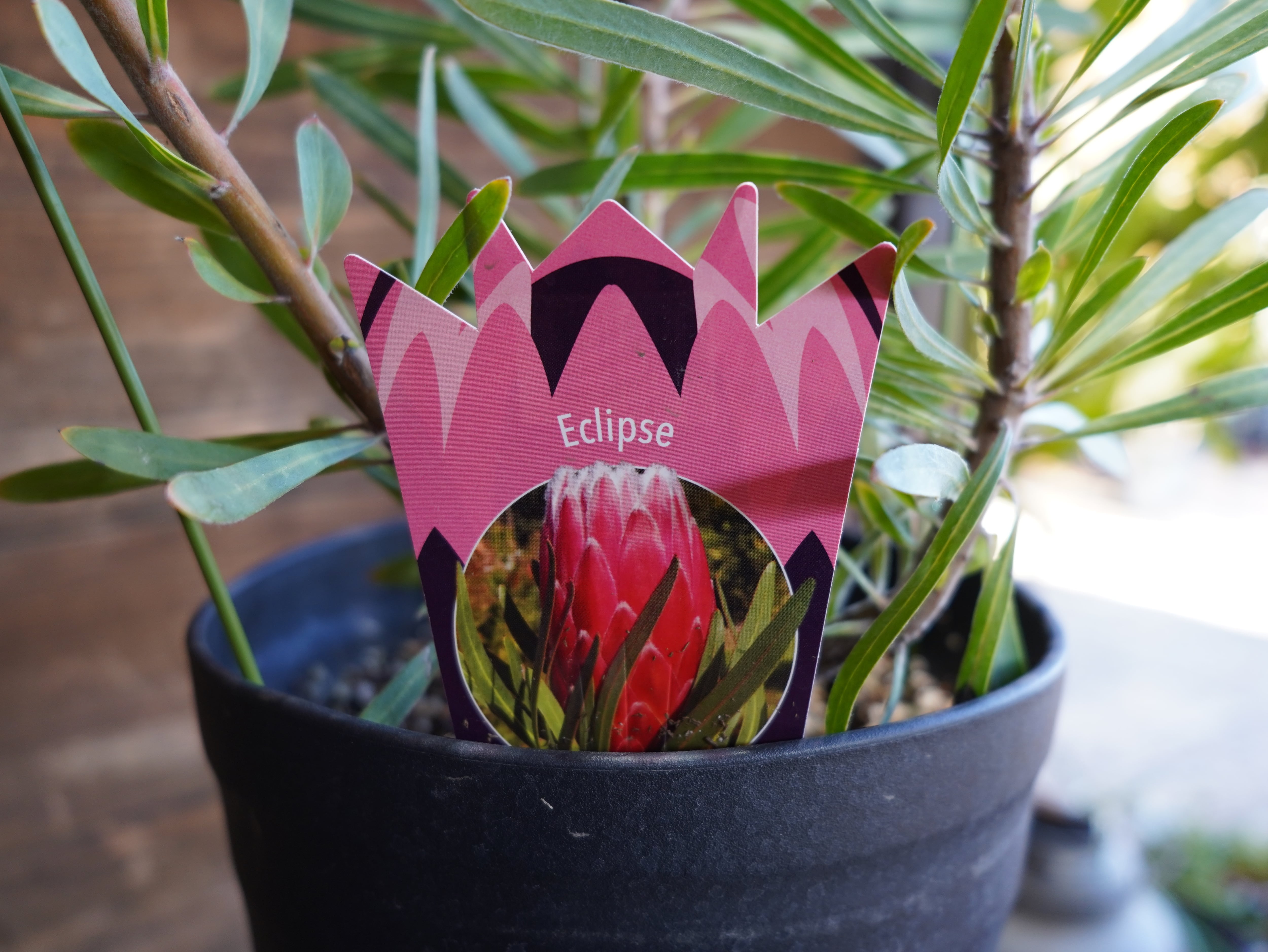 【現物】プロテア　”エクリプス”　