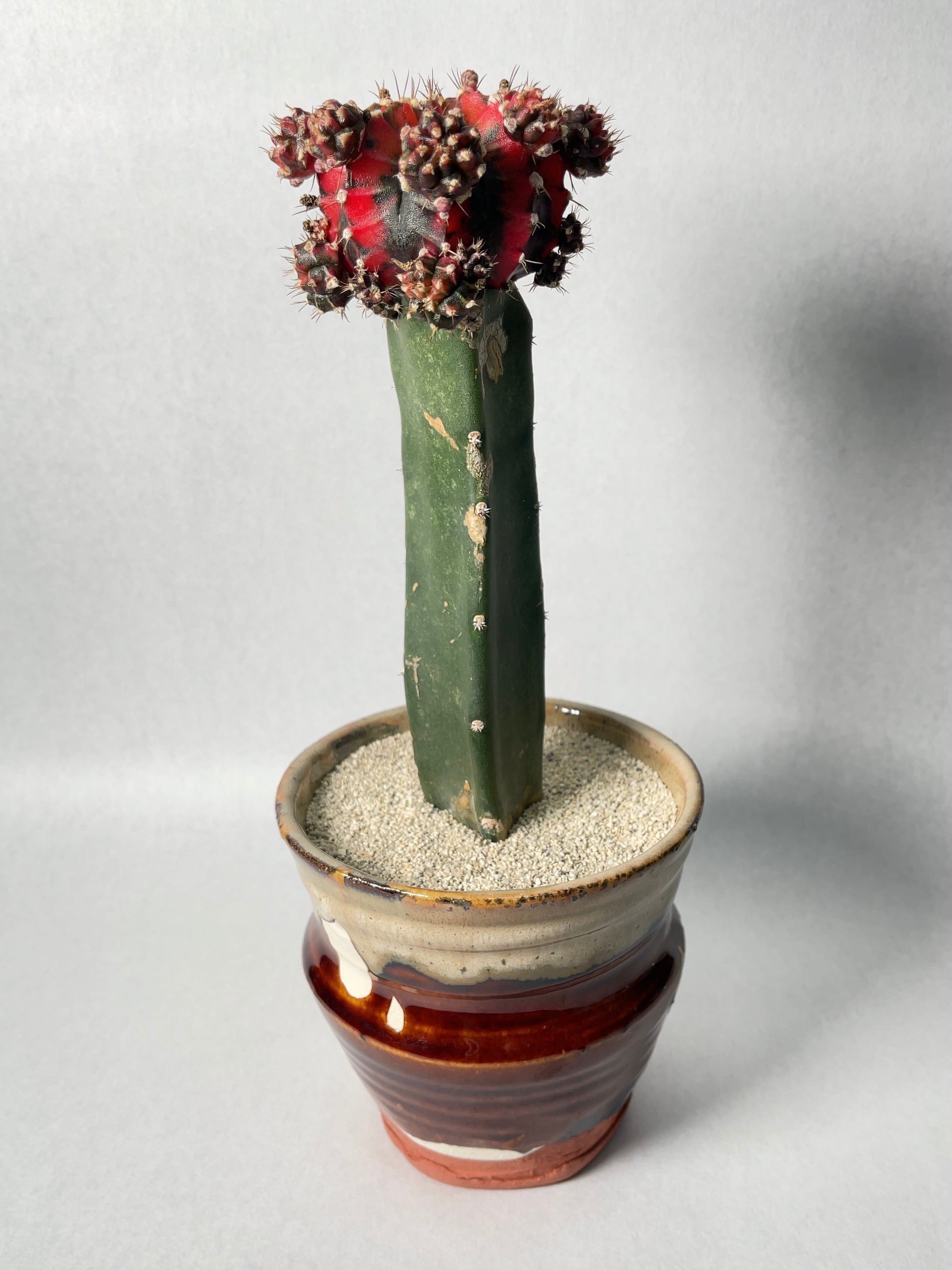 サボテン ギムノカリキウム 緋牡丹錦 4個セット Www Okayainc Com