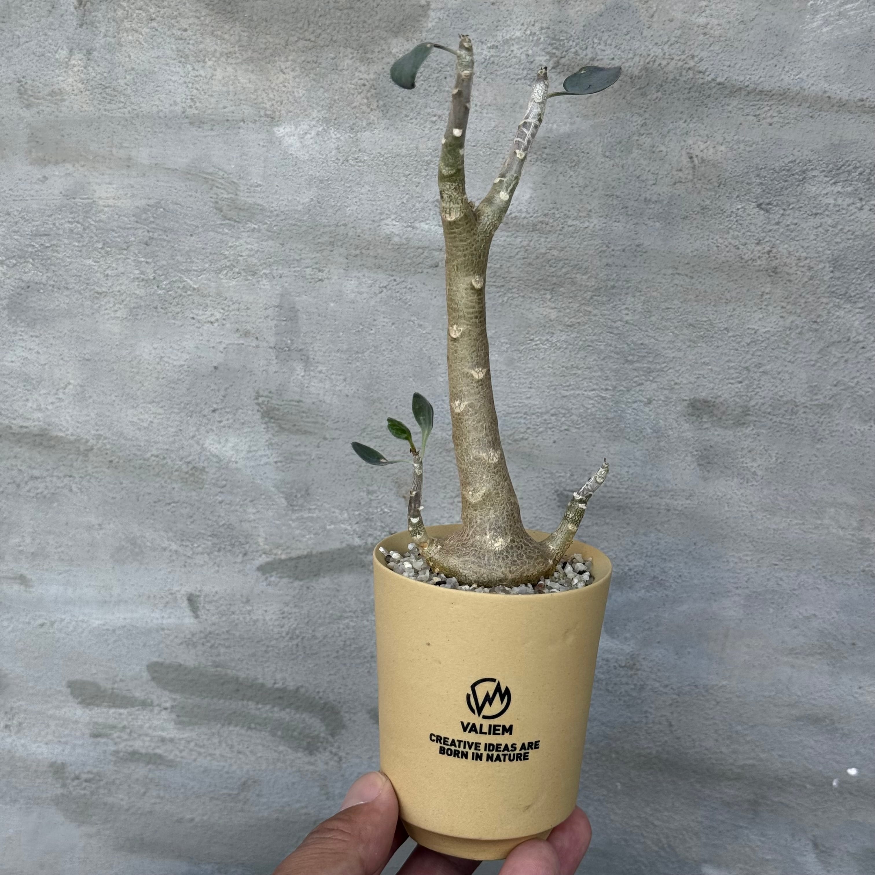 8/10（月）21:00より再販！【植物鉢】 Valiem GHOST（BOWL / Lサイズ