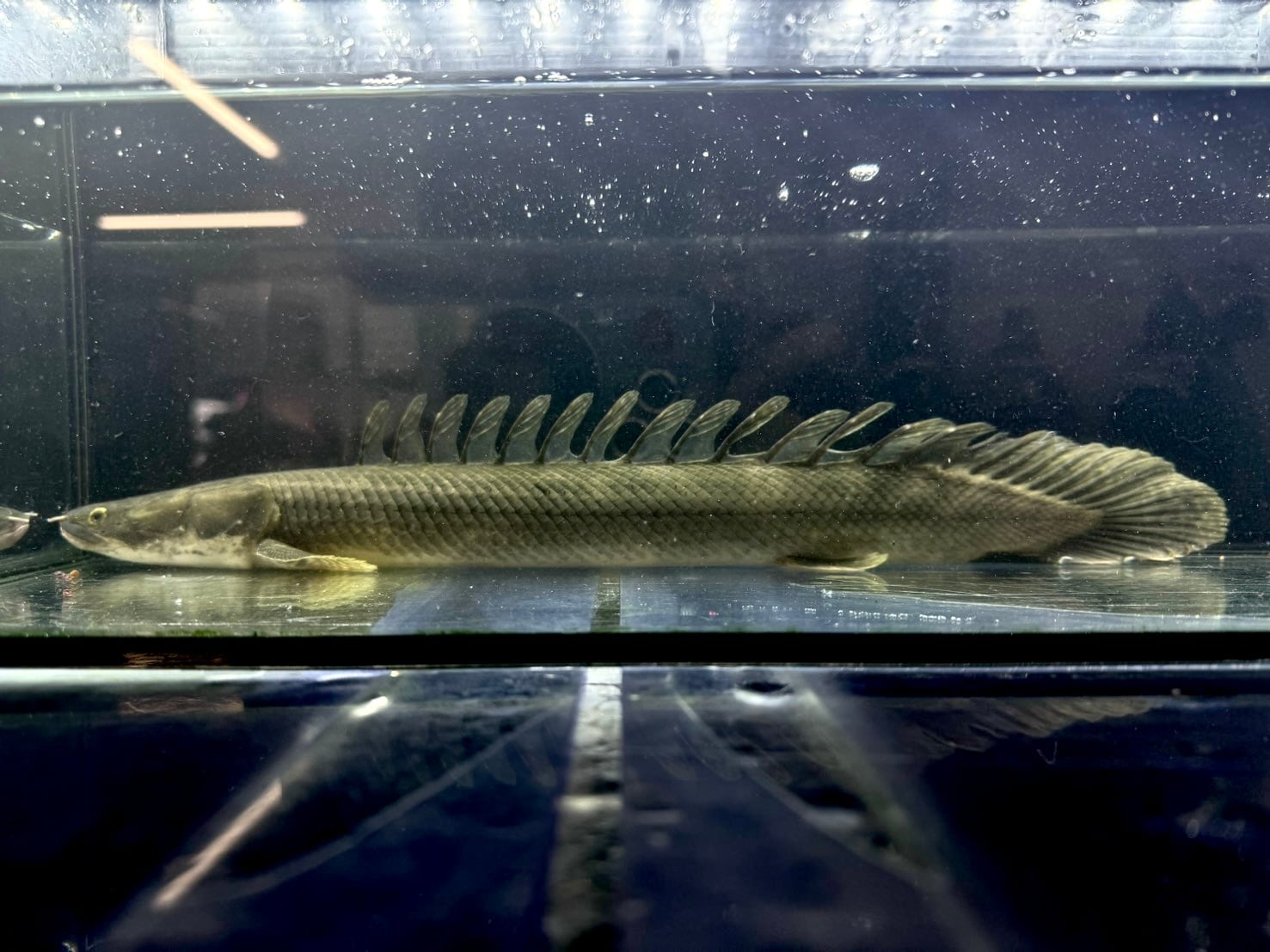 直輸入】シンチャドビキール（バタ・デ・ライリ川産)30up②37cm