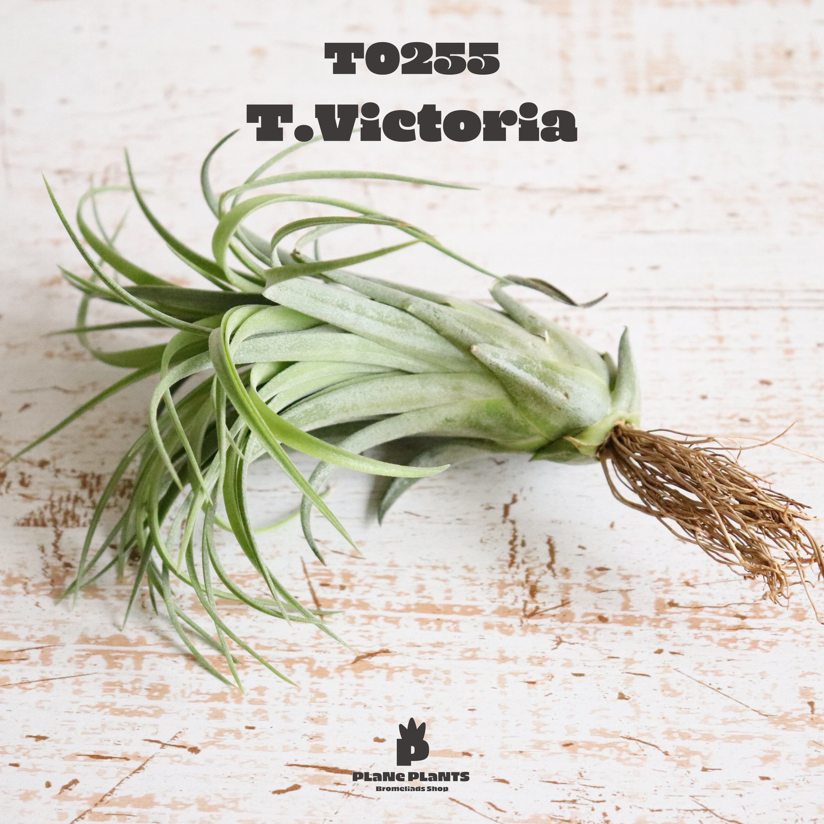 【送料無料】ヴィクトリア〔エアプランツ〕現品発送T0255