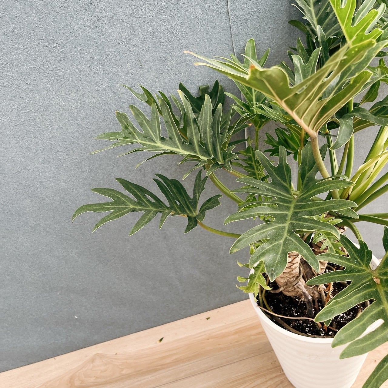 ［現品］1番　フィロデンドロン　ジャイアントザナドゥ　幹上がり　8号　観葉植物 現品］5番 フィロデンドロン ジャイアントザナドゥ 幹上がり 8号 観葉