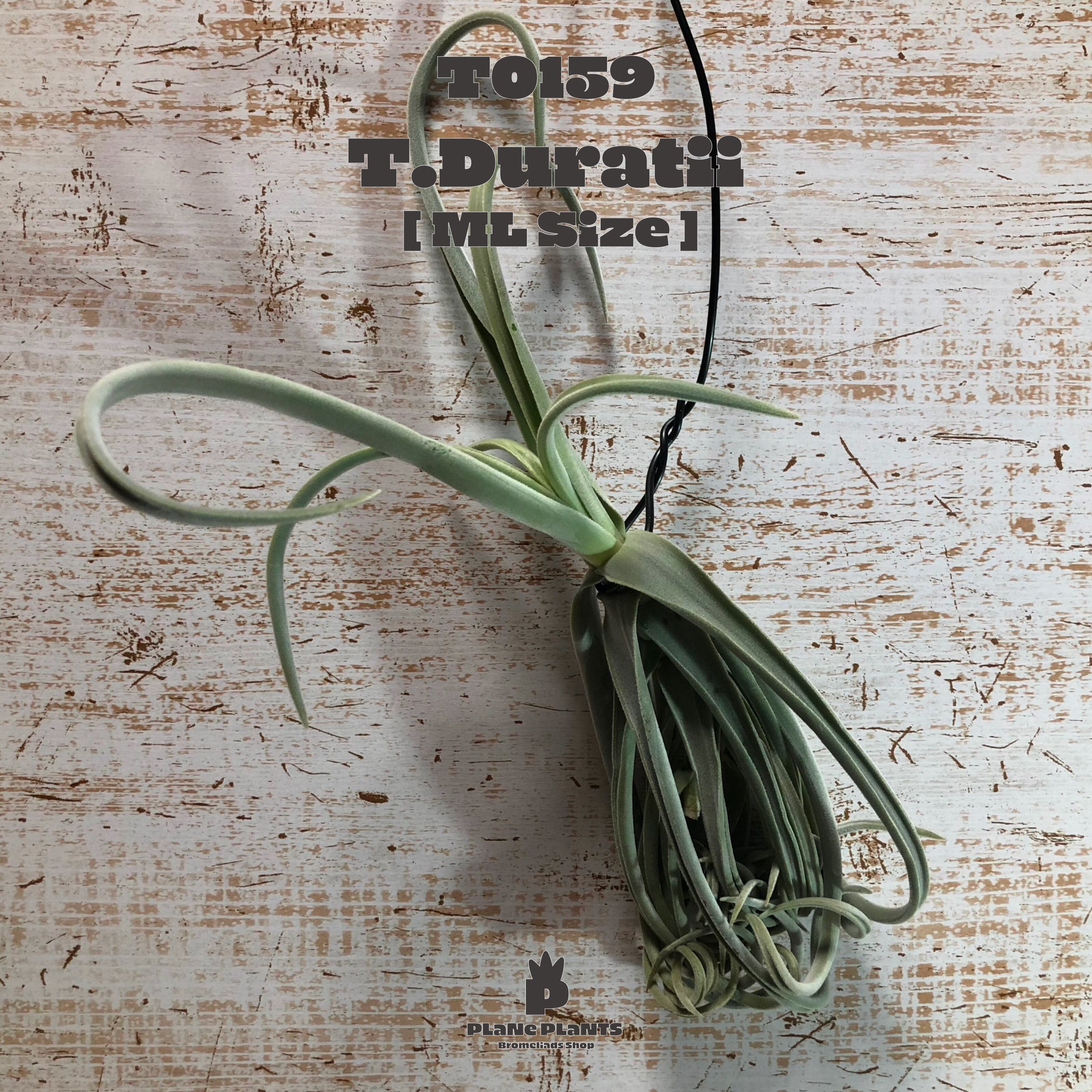 【送料無料】ドゥラティML〔エアプランツ〕現品発送T0159