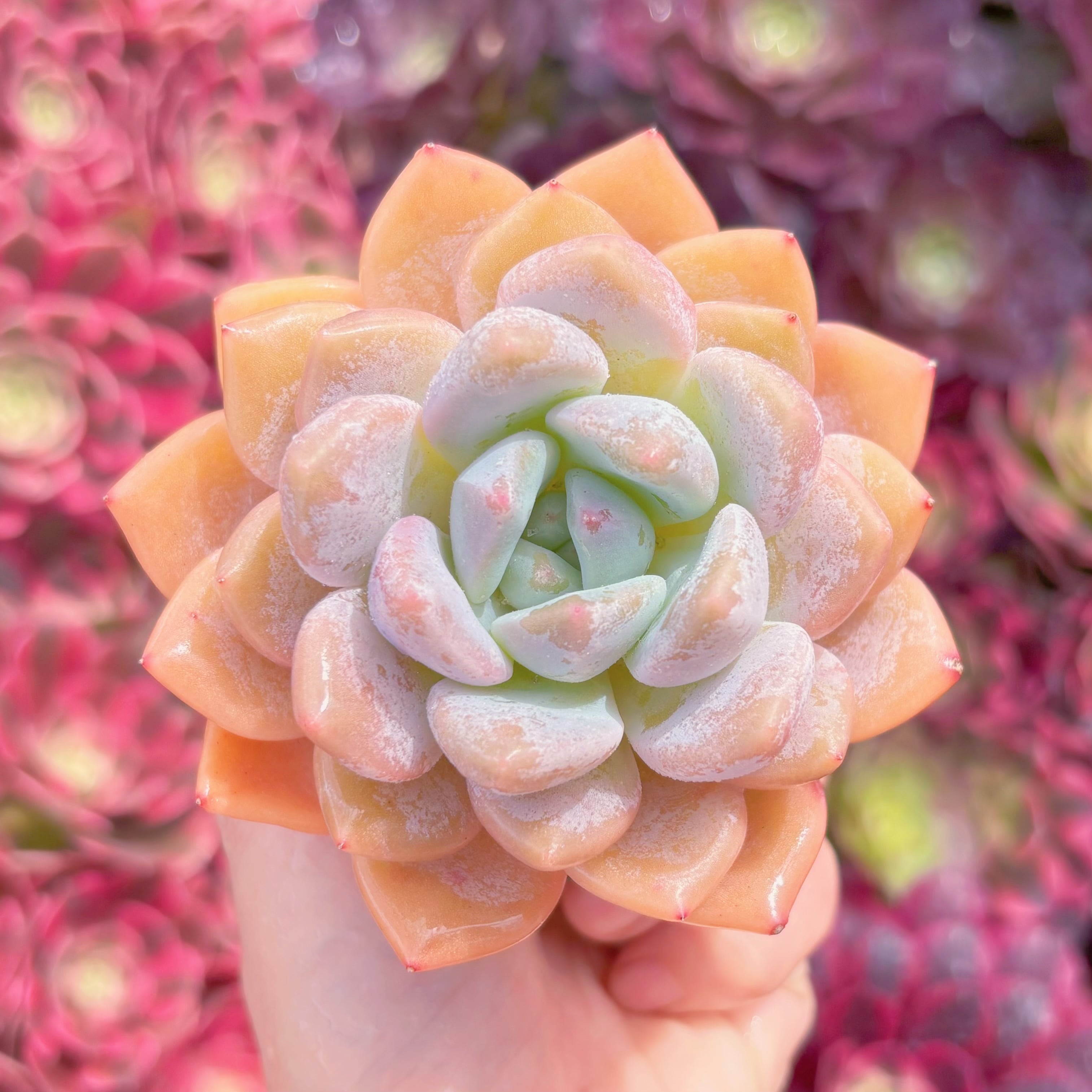 現品　蜜糖#K592　るる農園