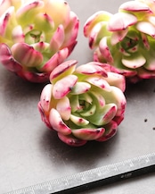 フラメンコ錦 Echeveria 'Flamenco Variegated'