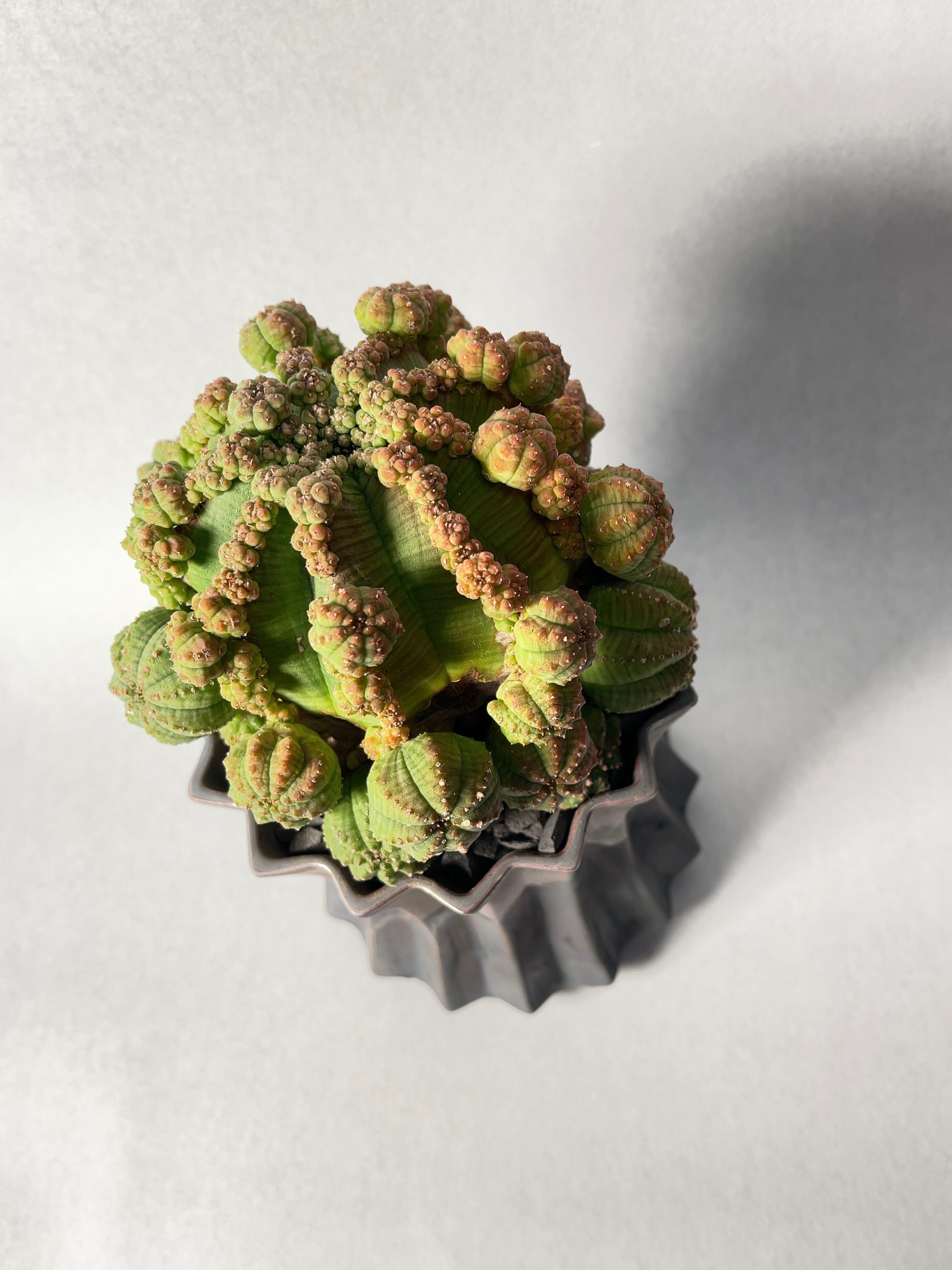 ユーフォルビア・仔吹きシンメトリカ | trigger