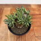 Tylecodon pearsonii【チレコドン・ペアルソニー・実生】