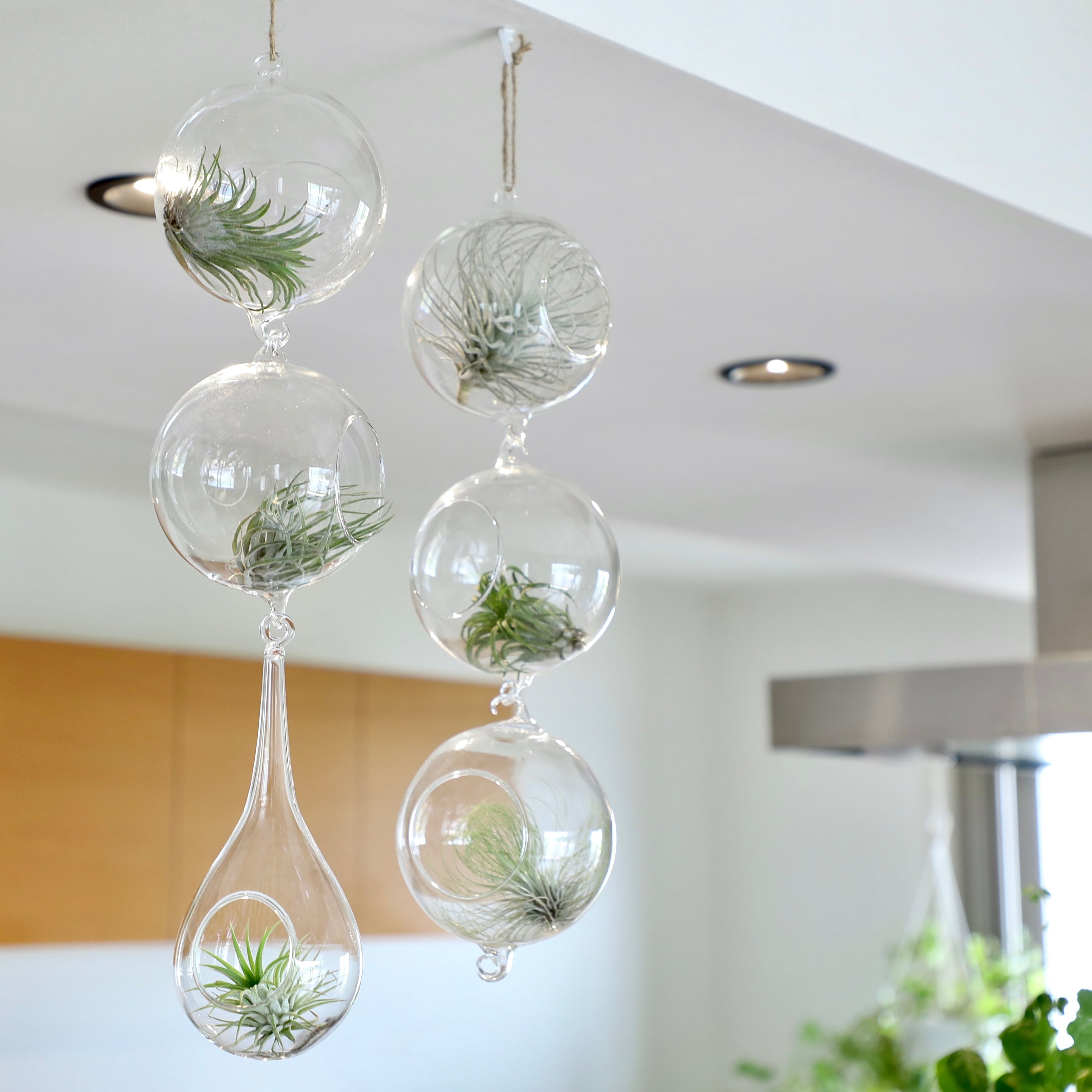 ハンギングガラスドロップ ※エアープランツ別売り | 【厳選植物・器