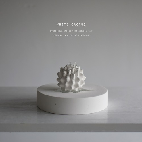white cactus （金鯱）