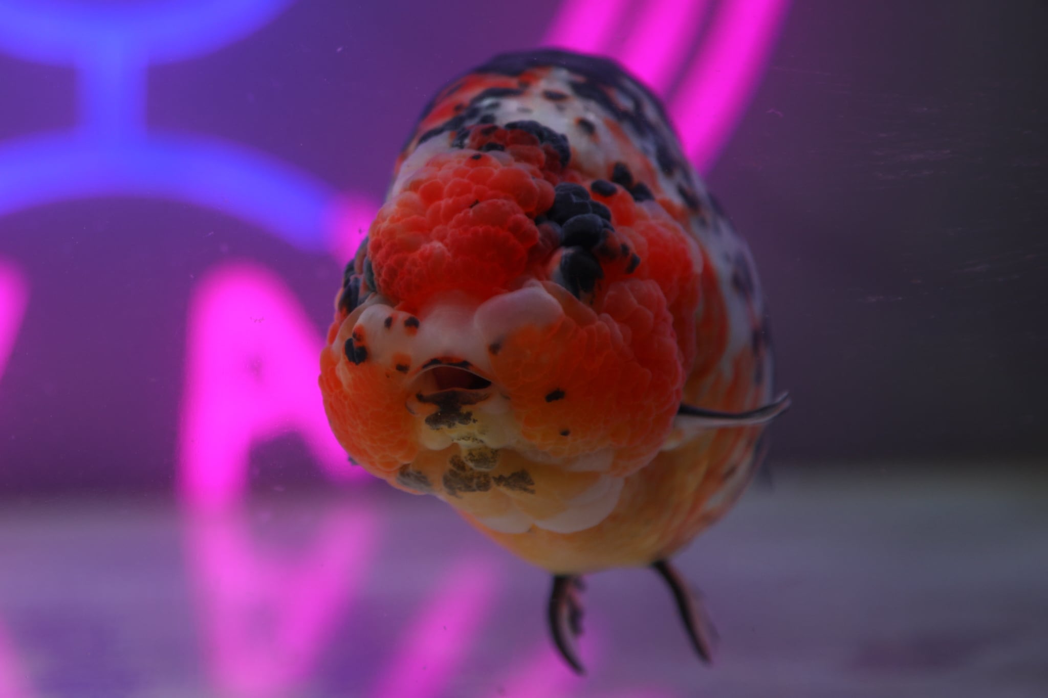 中国らんちゅう 江戸錦 16.0cm | 金魚大地