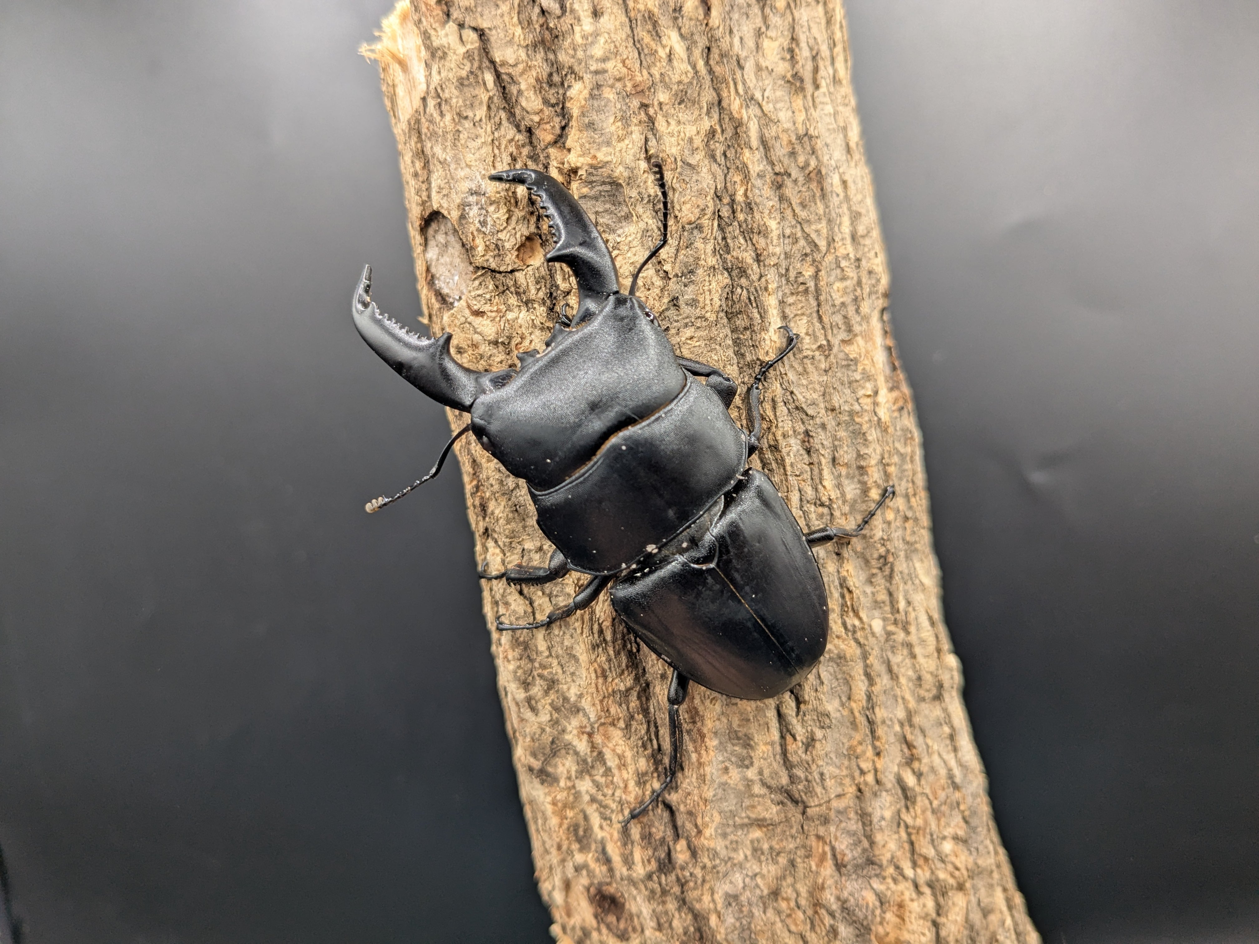 WDベトナムヒラタ ♂78mm♀36mmペア