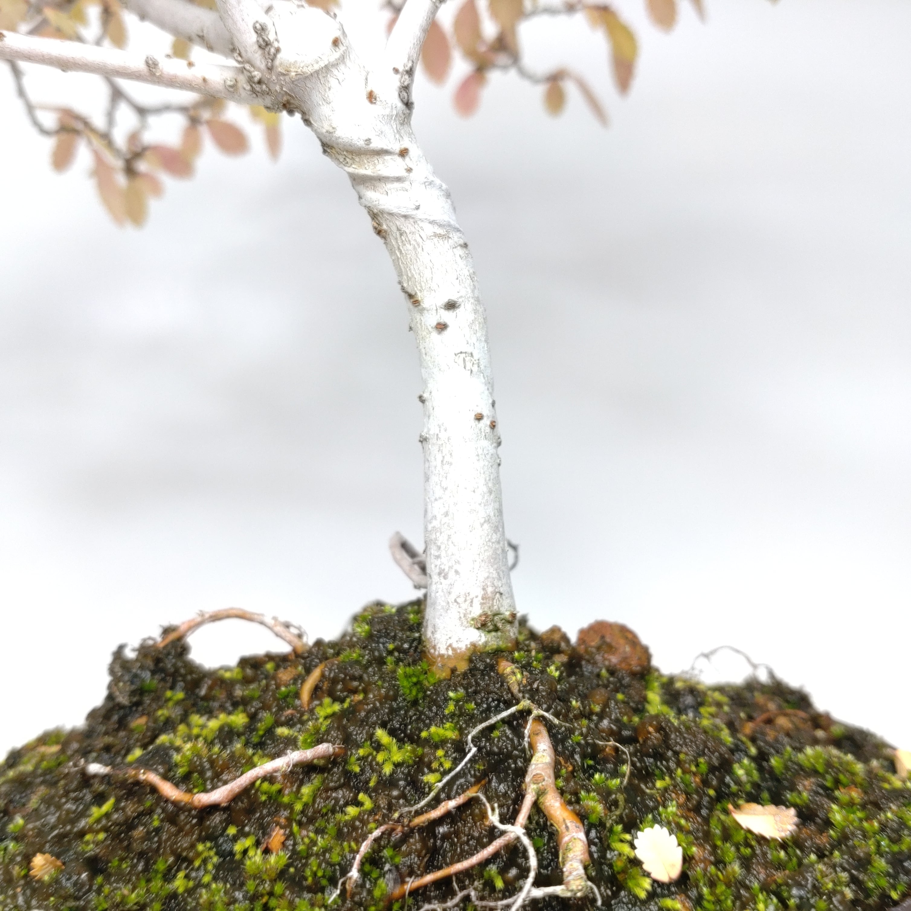 楡欅（ニレケヤキ）盆栽 SS013 | 盆栽創【Bonsaisou】