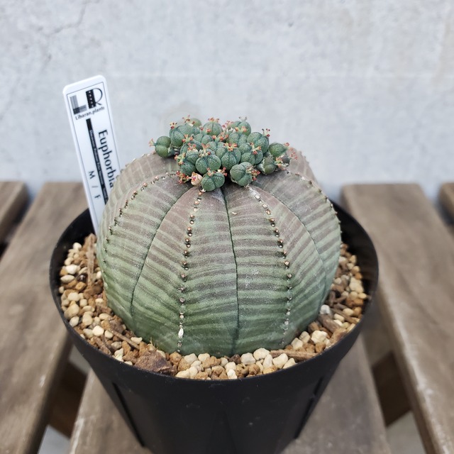 【結実中株】 Euphorbia obesa ユーフォルビア オベサ