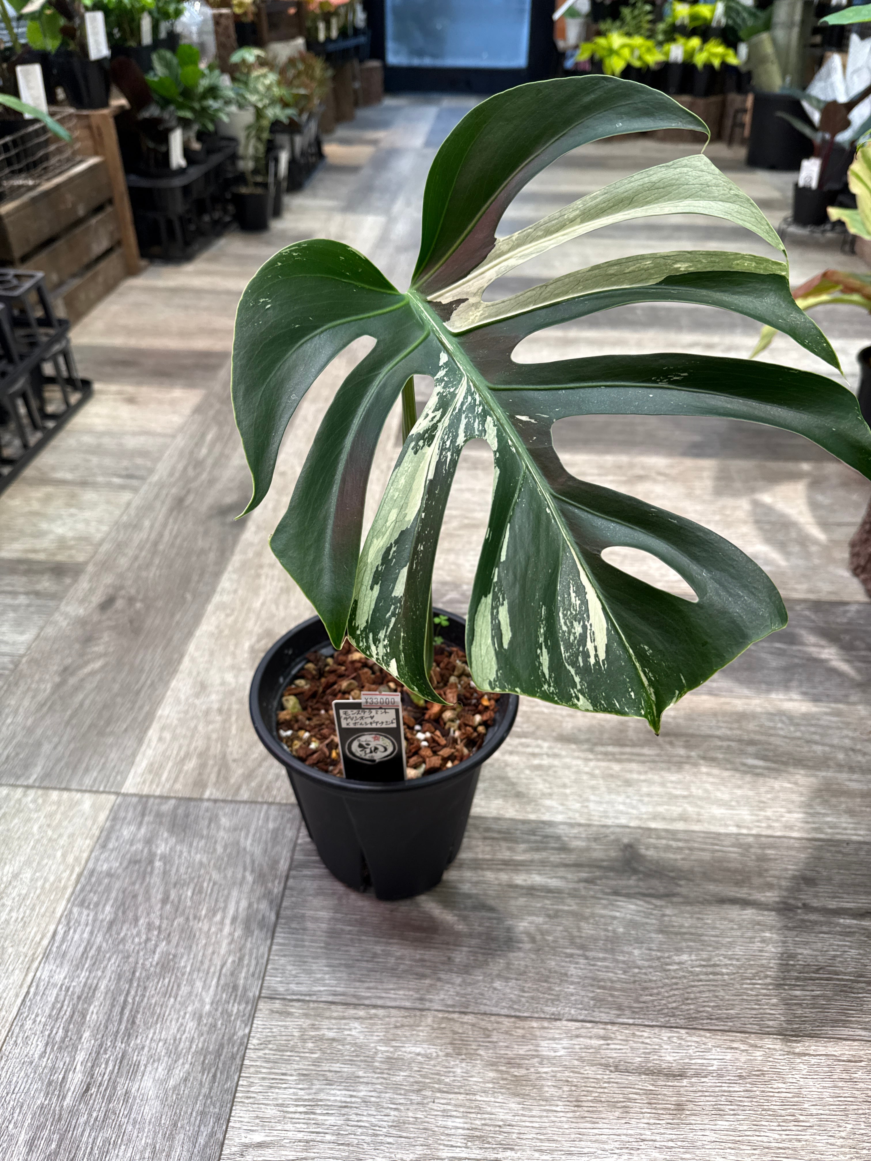 モンステラ Mint variegated (デリシオーサXボルシギアナ) | Garden