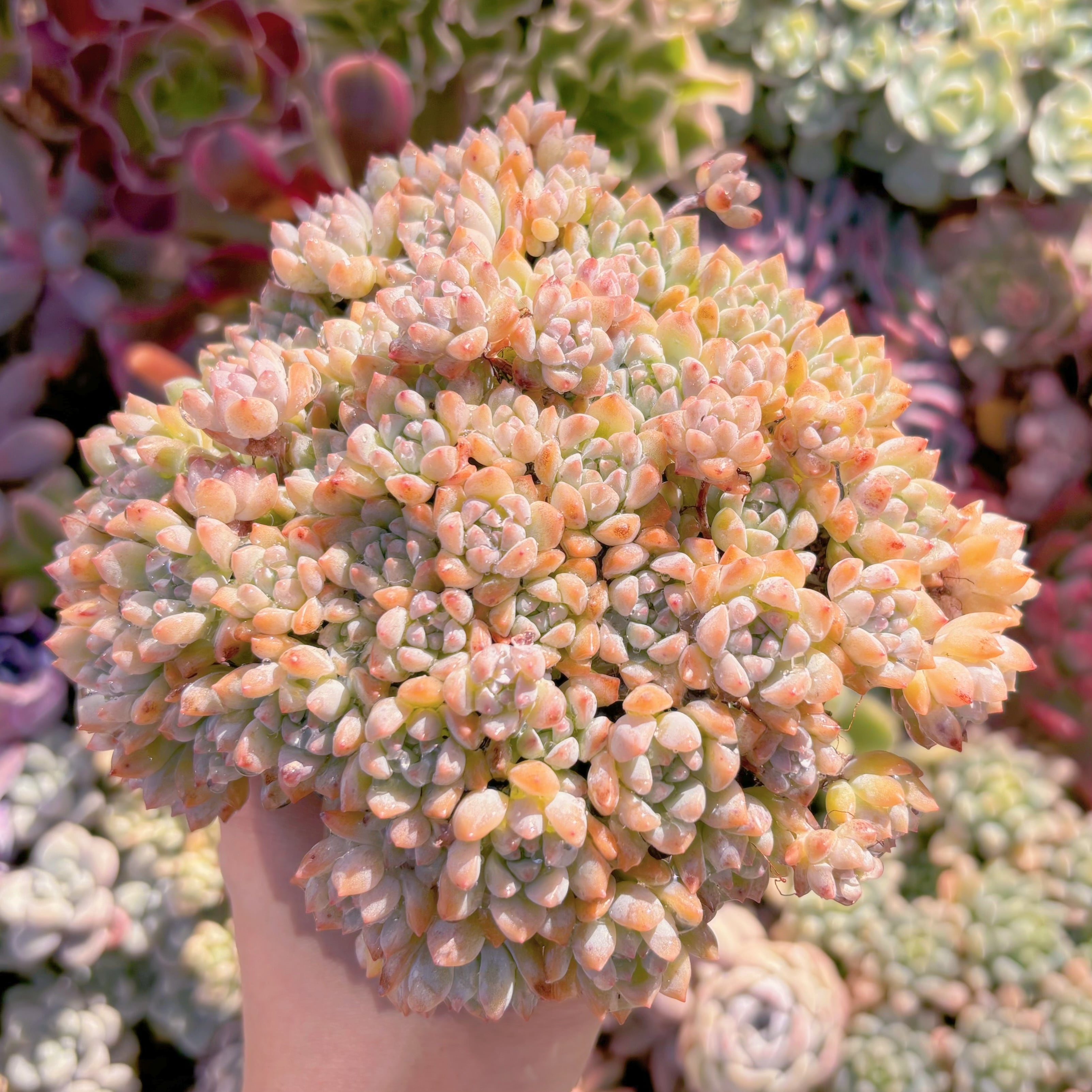 現品　プロリフィカ#533　大群生　るる農園