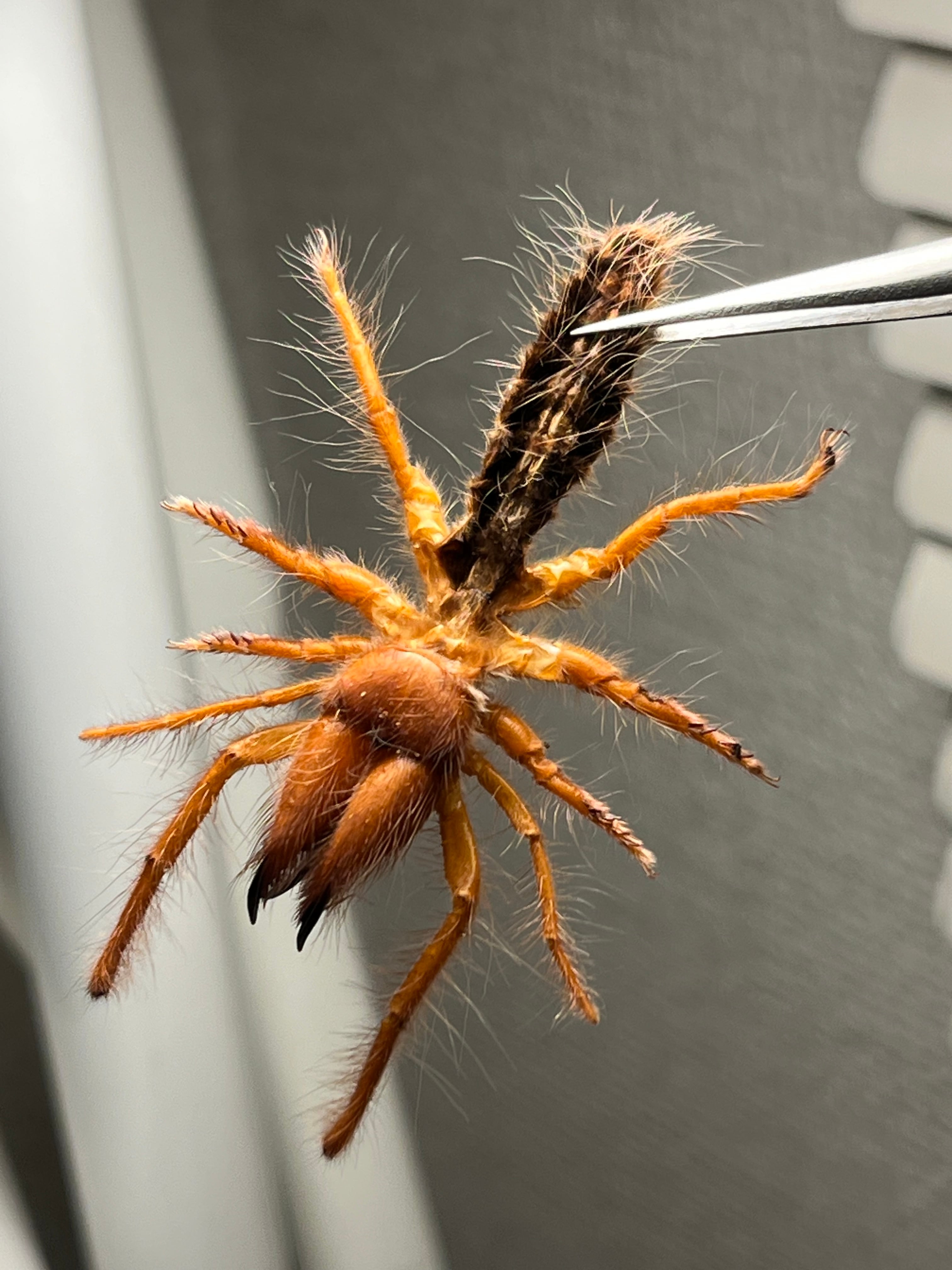 【発色良好】ブラッドレッドヒヨケムシ Dinorhaxウデムシ 奇蟲標本 黄金比】ブラッドレッドヒヨケムシ Dinorhaxウデムシ 奇蟲標本 標本