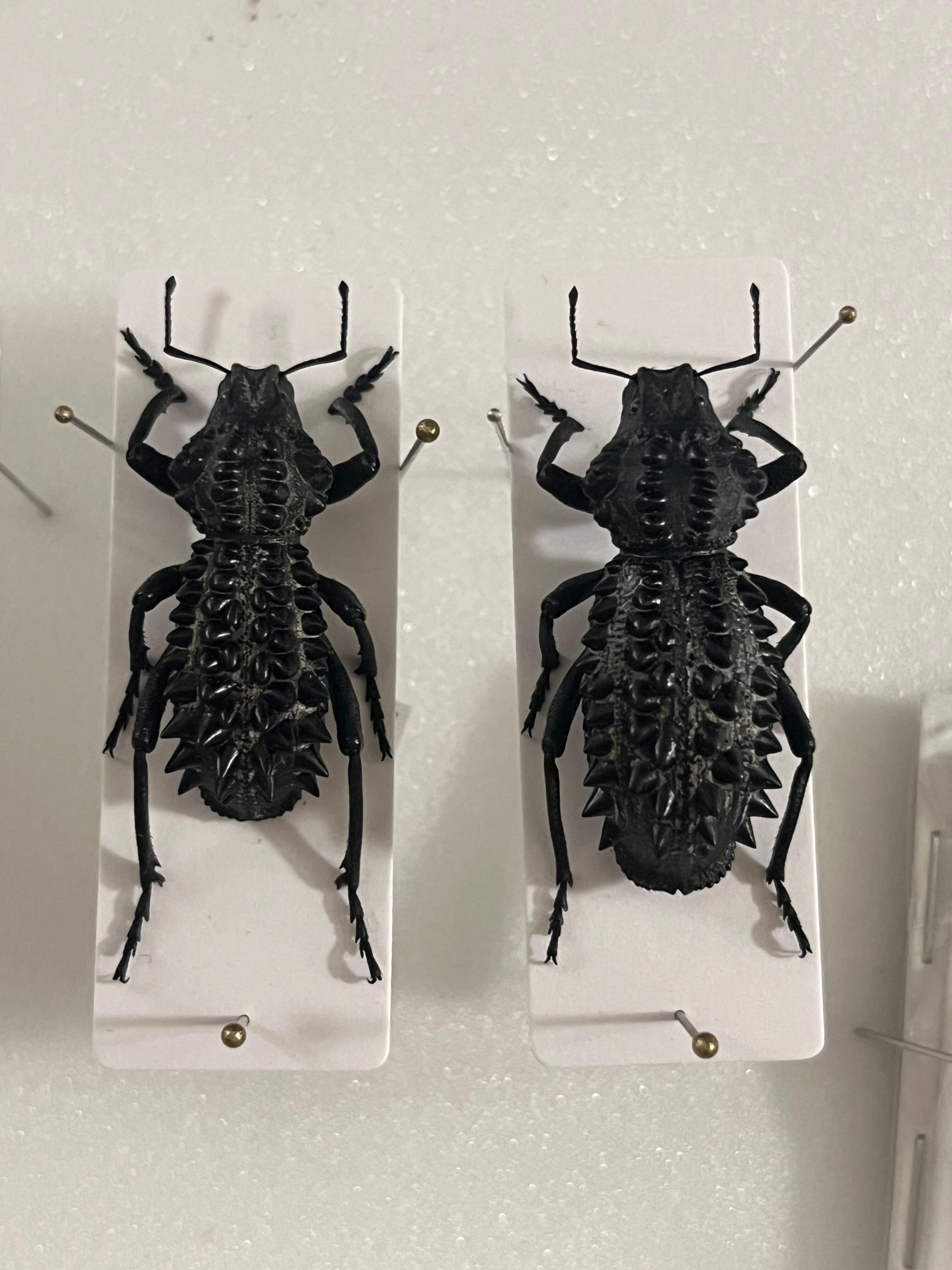 属内最高峰】トゲトゲヘンテコゾウムシ Gagatophorus 標本甲虫フン