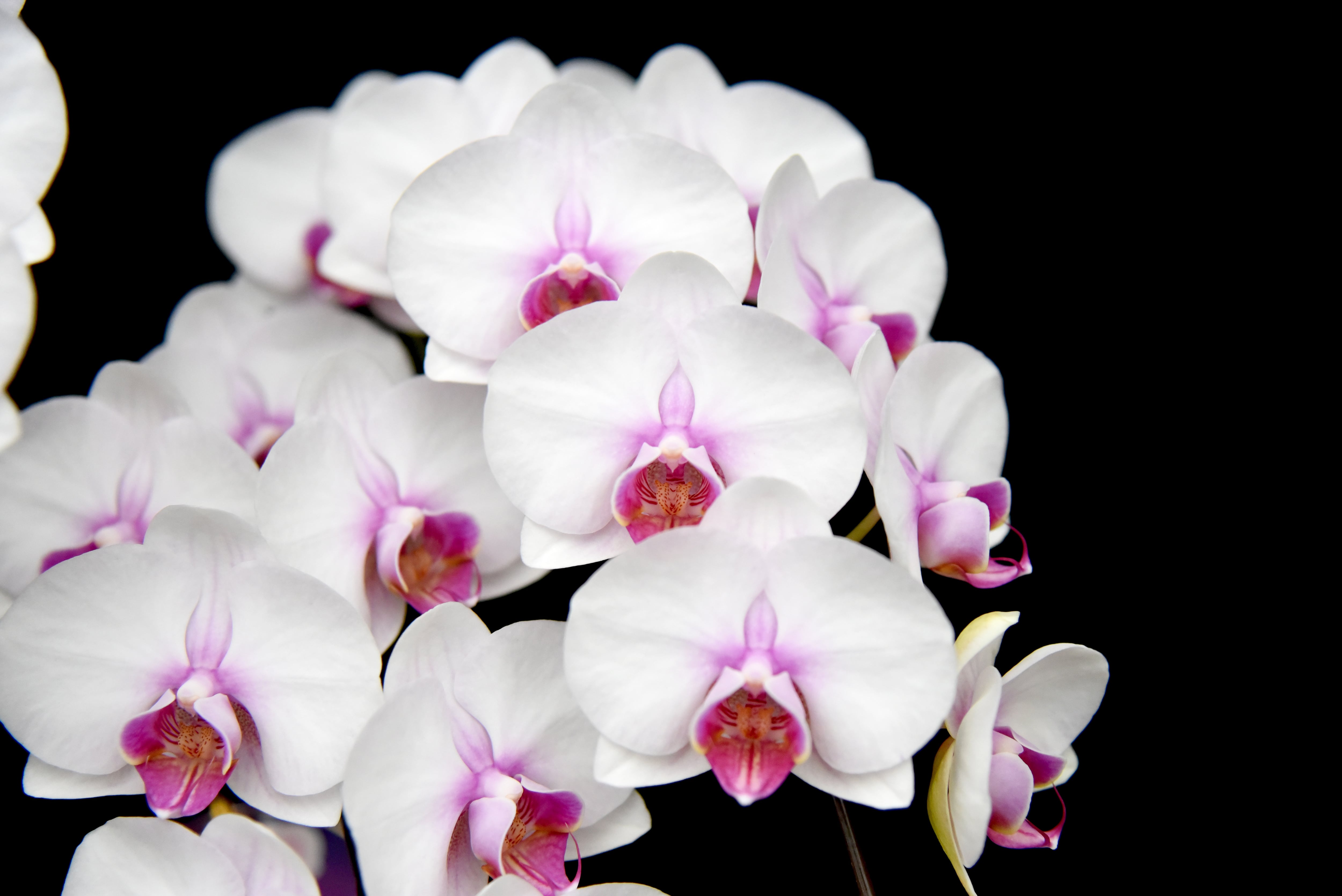 ヴィーナスルージュ-6本立て☆送料大 | 座間洋らんセンター ネット