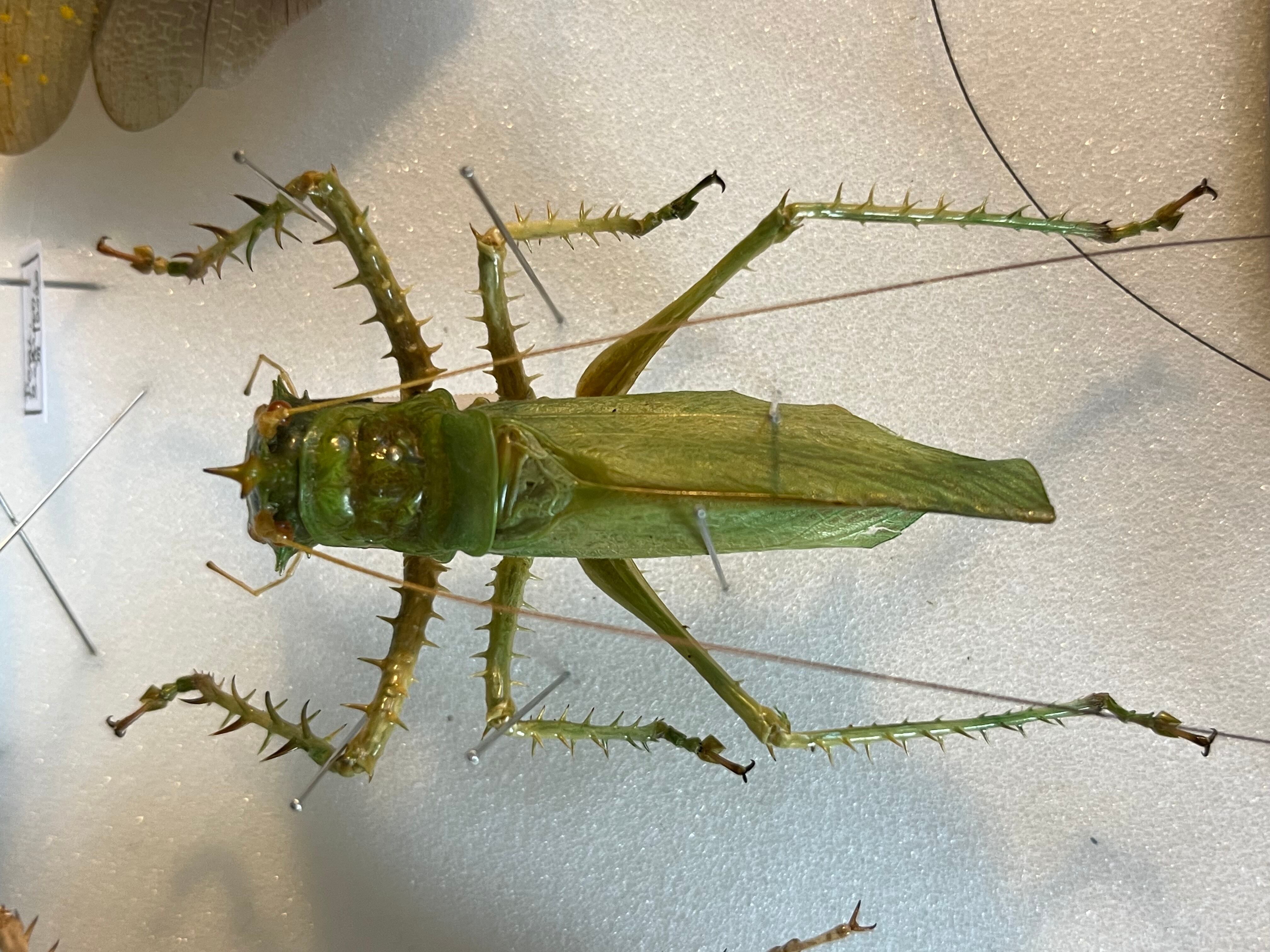 色残抜群】トゲアクマツユムシ リオック 直翅類 カマキリ マンティス