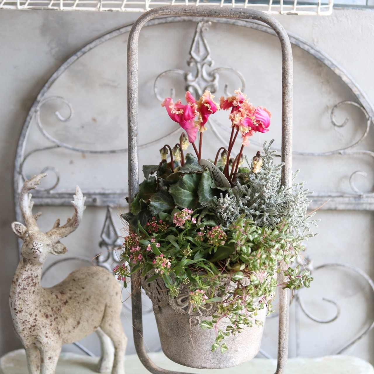 冬から春に楽しむ寄せ植え　シャビーな持ち手付きブリキポットのアンティークなシクラメン　　お正月にオススメ　届いてすぐ玄関に飾れる 　プレゼントにもオススメ　