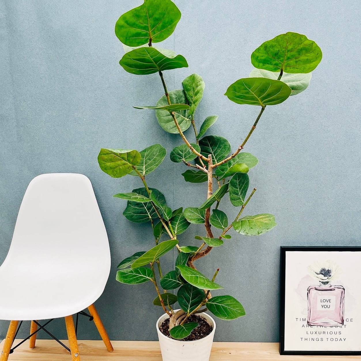 在庫］柱サボテン 鬼面角 ブランチ 8号 大 観葉植物 室内 大型 多肉