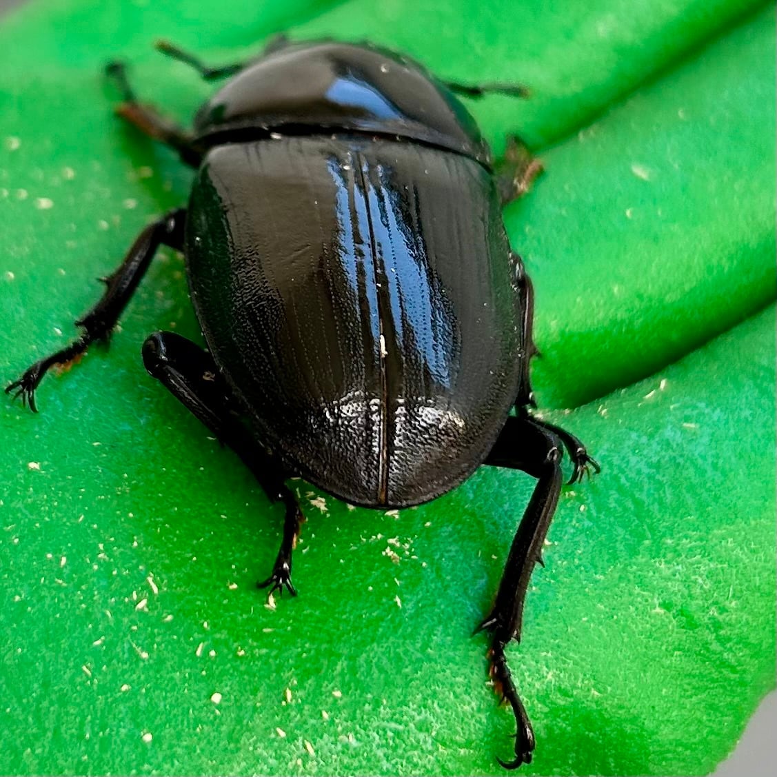 能勢SRオオクワガタ 54.0mm】能勢SRオオクワガタ♀ No.A2411-05 | ayuのクワガタ