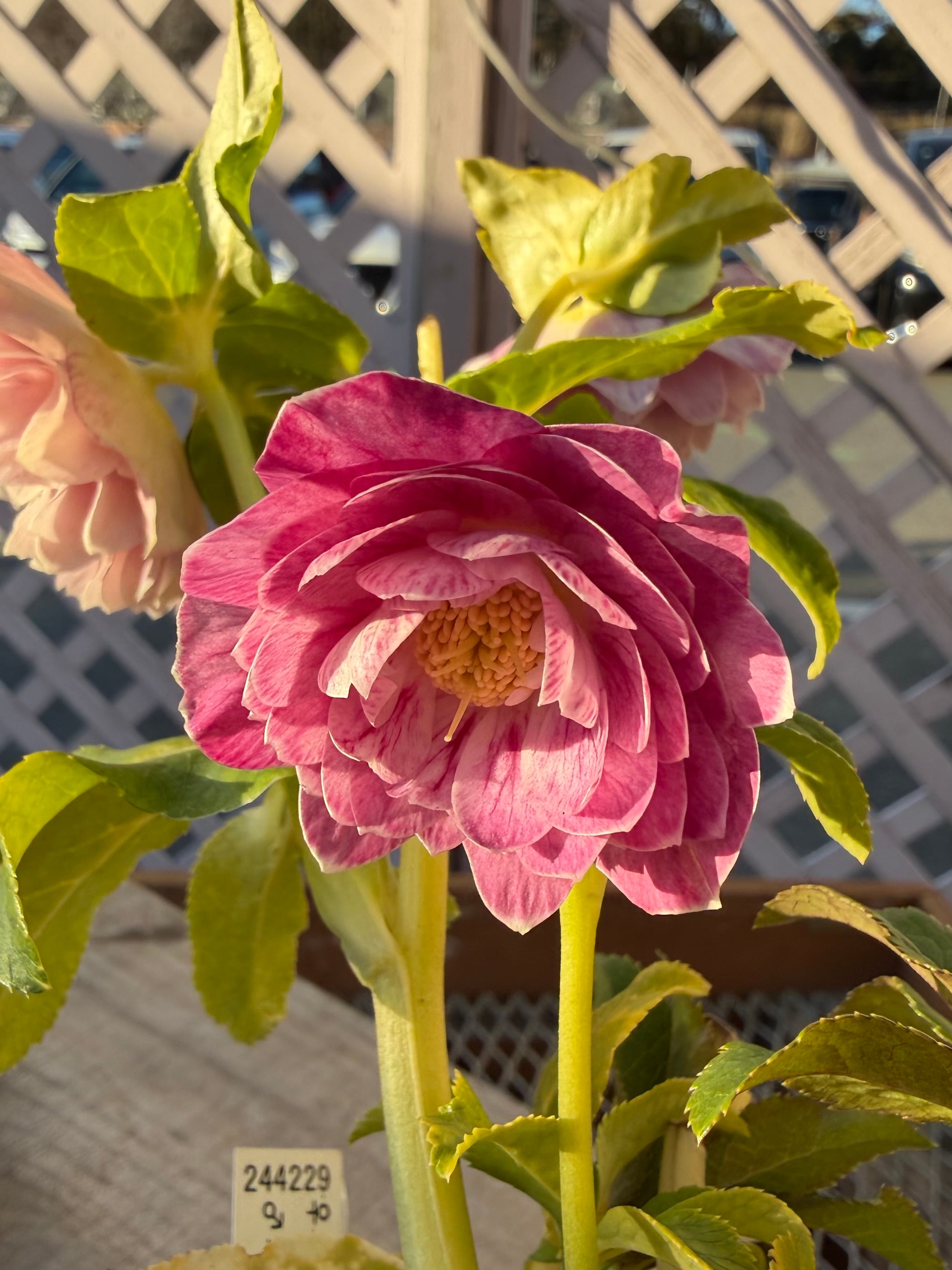 ピンクプリマゴールド系 加藤農園 クリスマスローズ【Ka94】送料無料