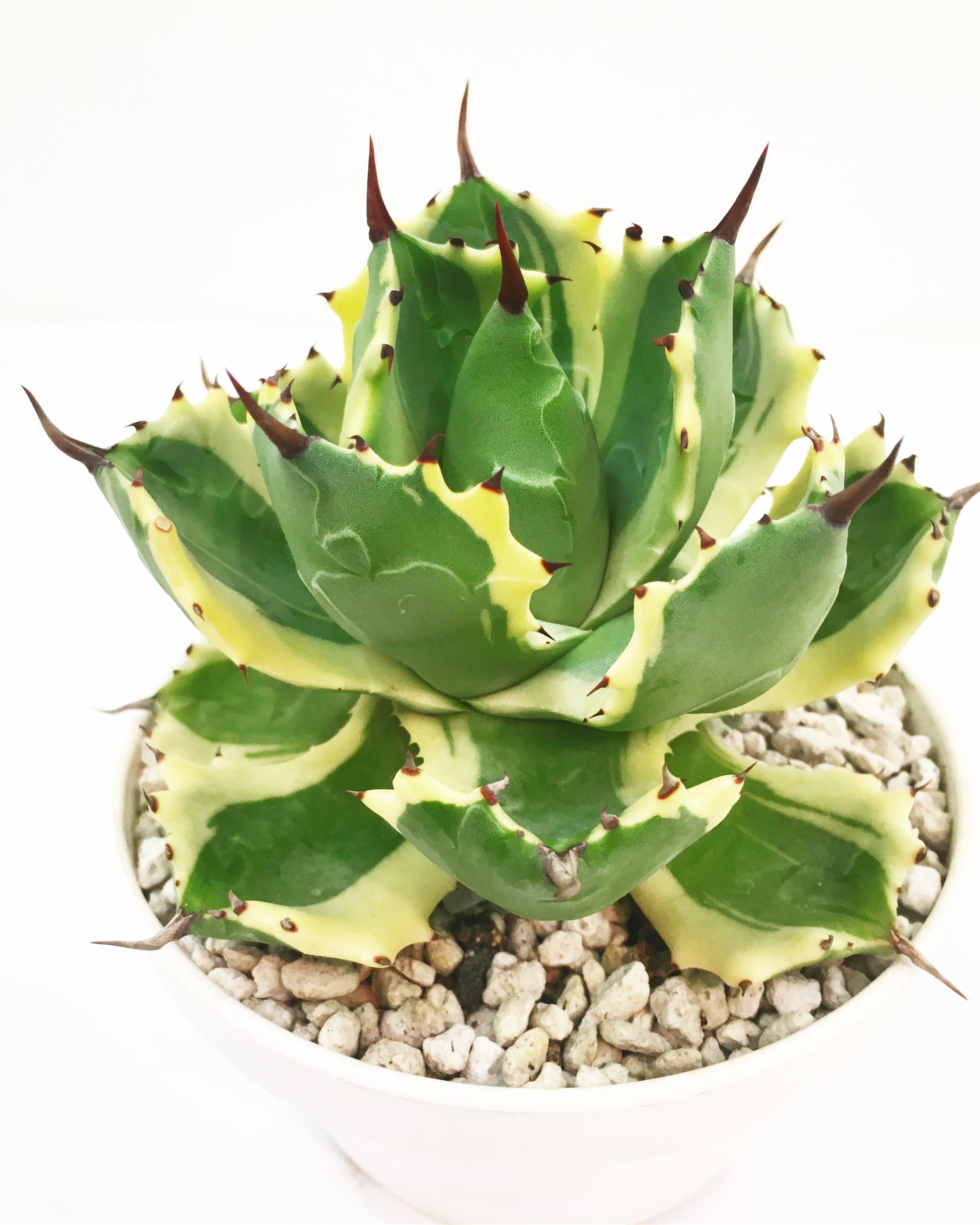 アガベ アトミックゴールド Agave isthmensis 'Atomic Gold ...