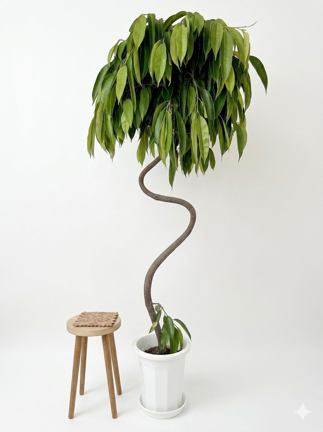 【超希少・沖縄産】極太・S字クランク幹のアムステルダムキング 【Premium Plants】