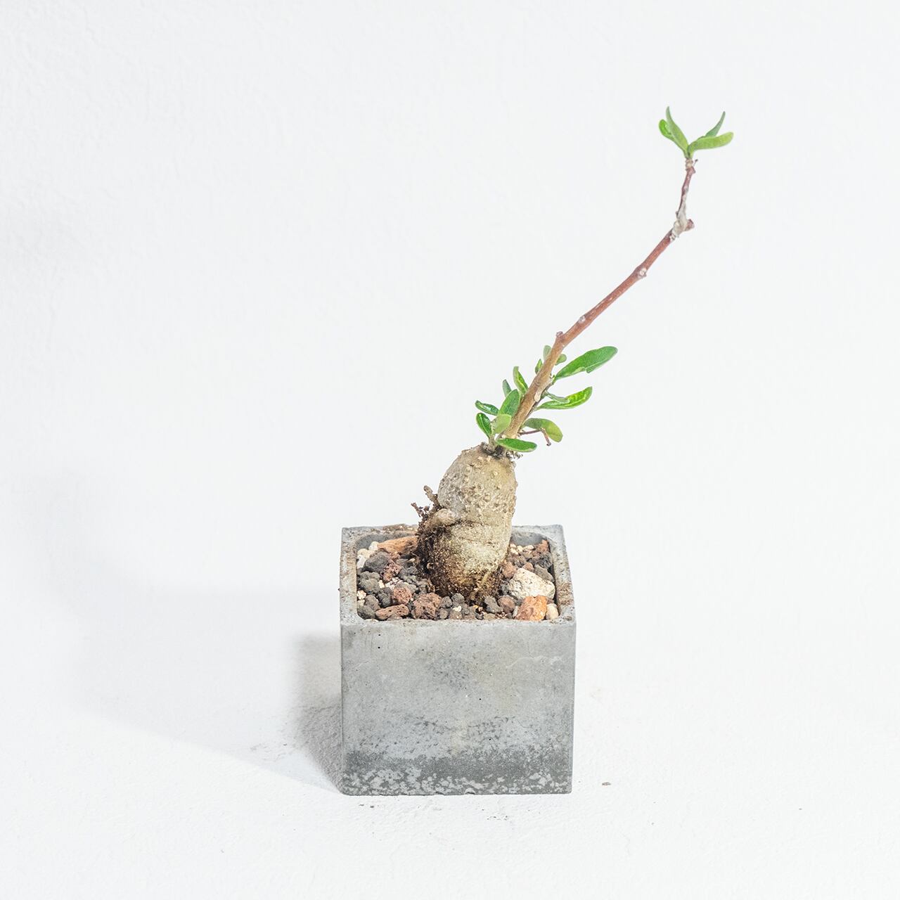 フォッケア・火星人|塊根の造形と軽やかに伸びる枝葉が魅力の手のひらサイズ【モルタル鉢仕立て】