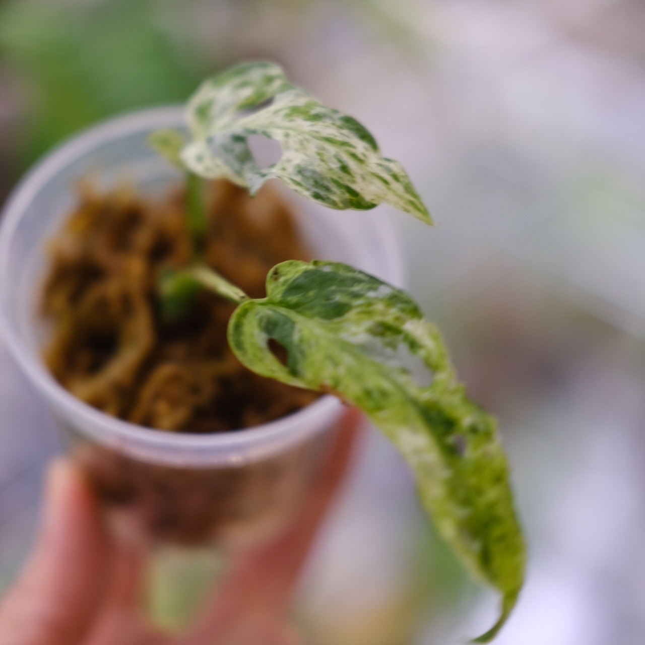 Monstera adansonii Mottled / モンステラ ミント④ / 観葉植物<育て方・花言葉>