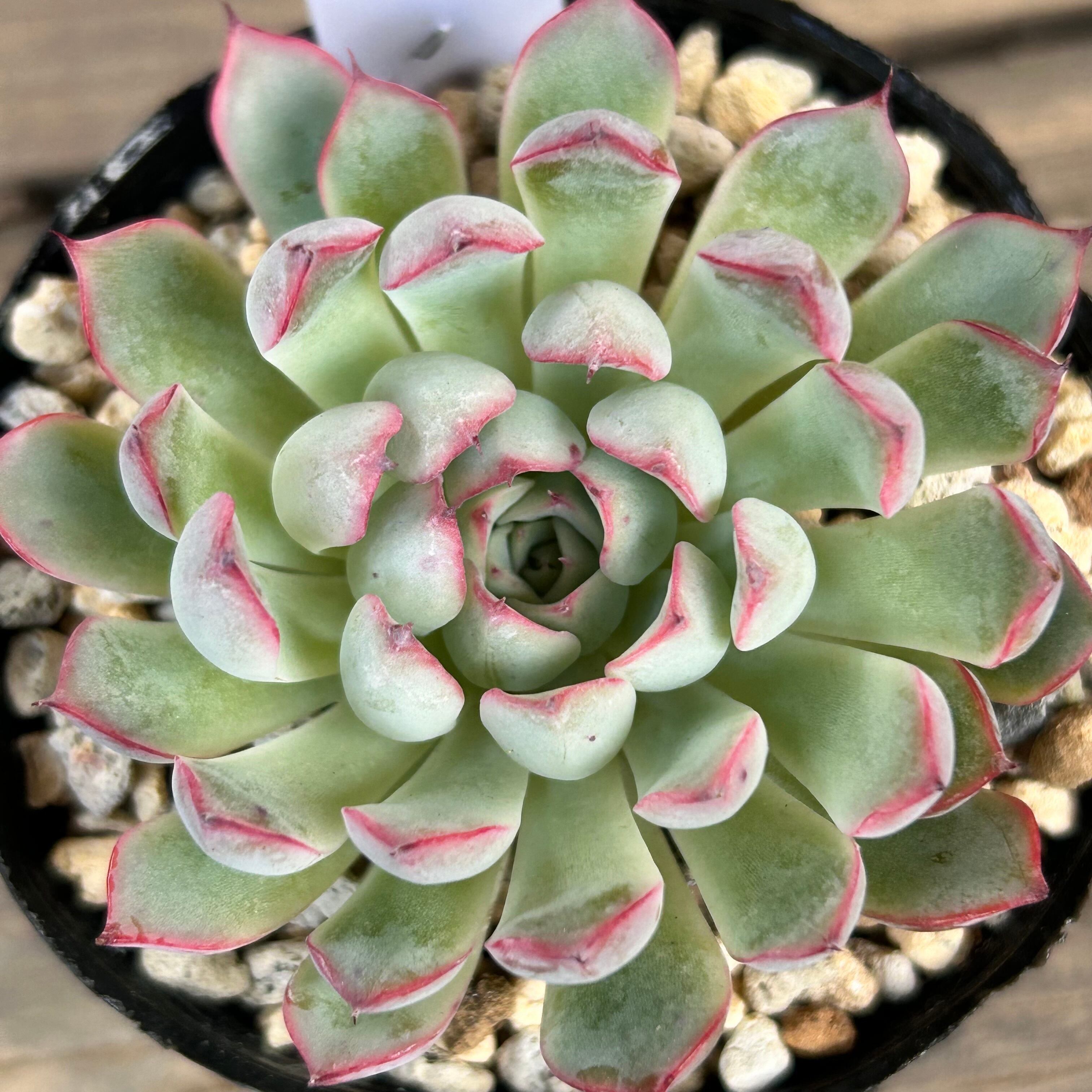 極美苗】エケベリア ギロ × スリョン Echeveria hyalina Gilo x 