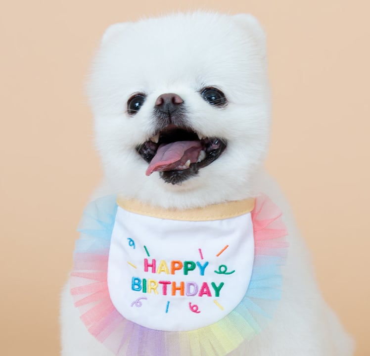 happy birthday cape  /  犬 首輪 おしゃれ 可愛い バンダナ 犬 アクセサリー 小型犬 中型犬 ペット用品 犬服 ドッグウェア ケープ