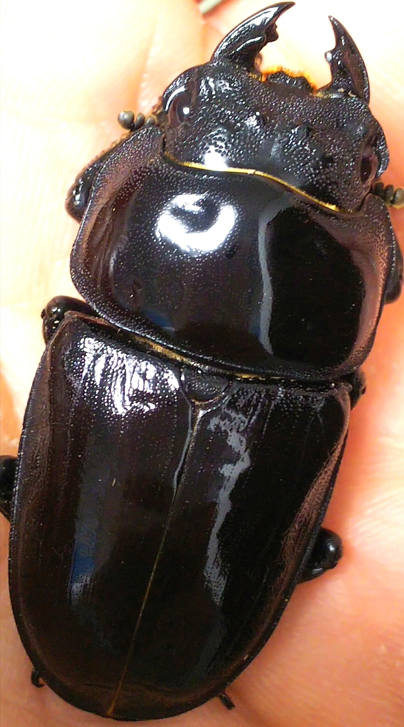 ◇極太阿古谷産オオクワガタ48ミリ未使用メス◇C | 鍬極 極太オオクワ