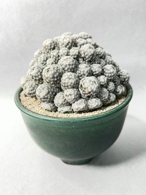 マミラリア・姫春星