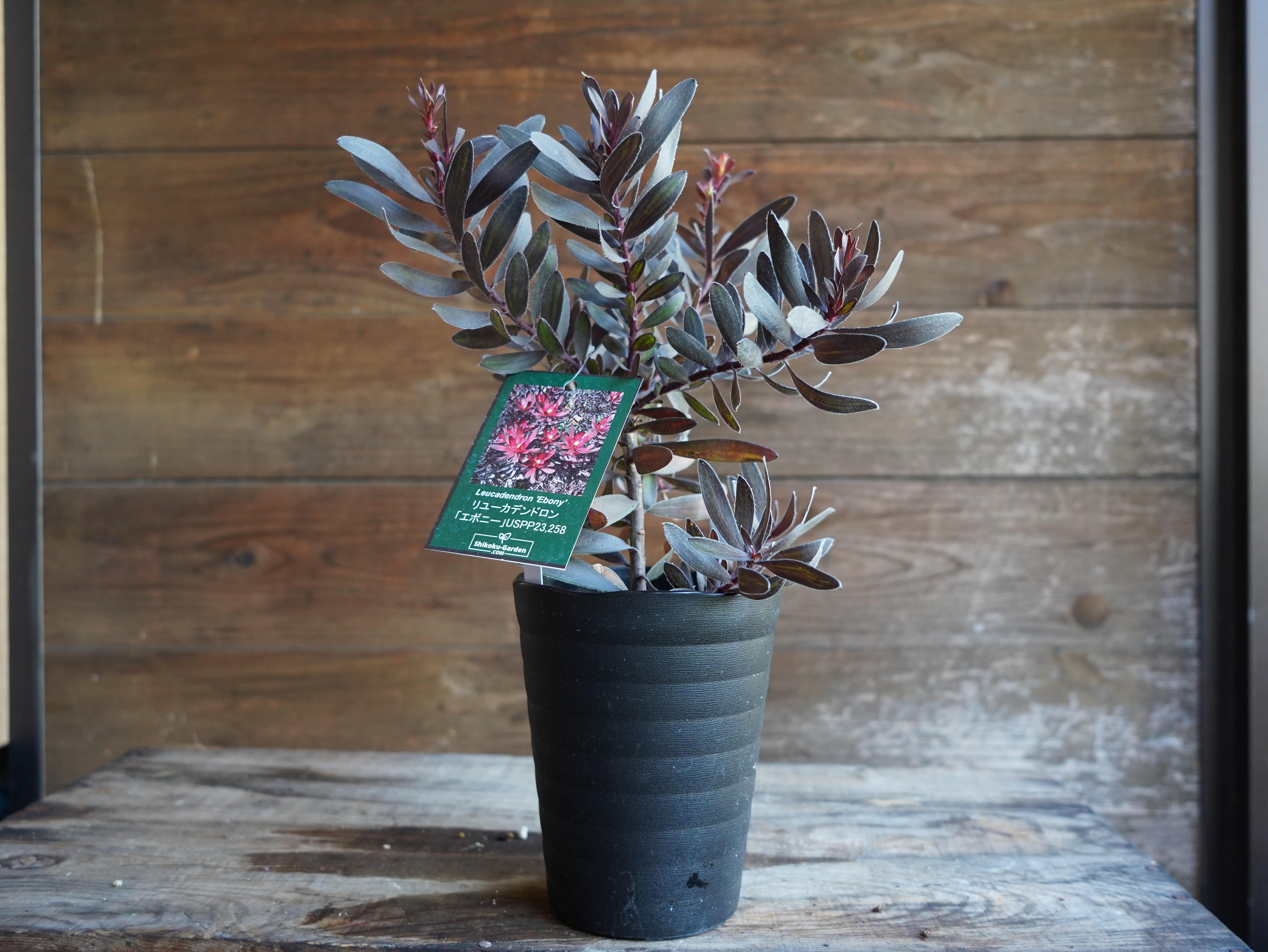 【現物】リューカデンドロン　”エボニー”　C