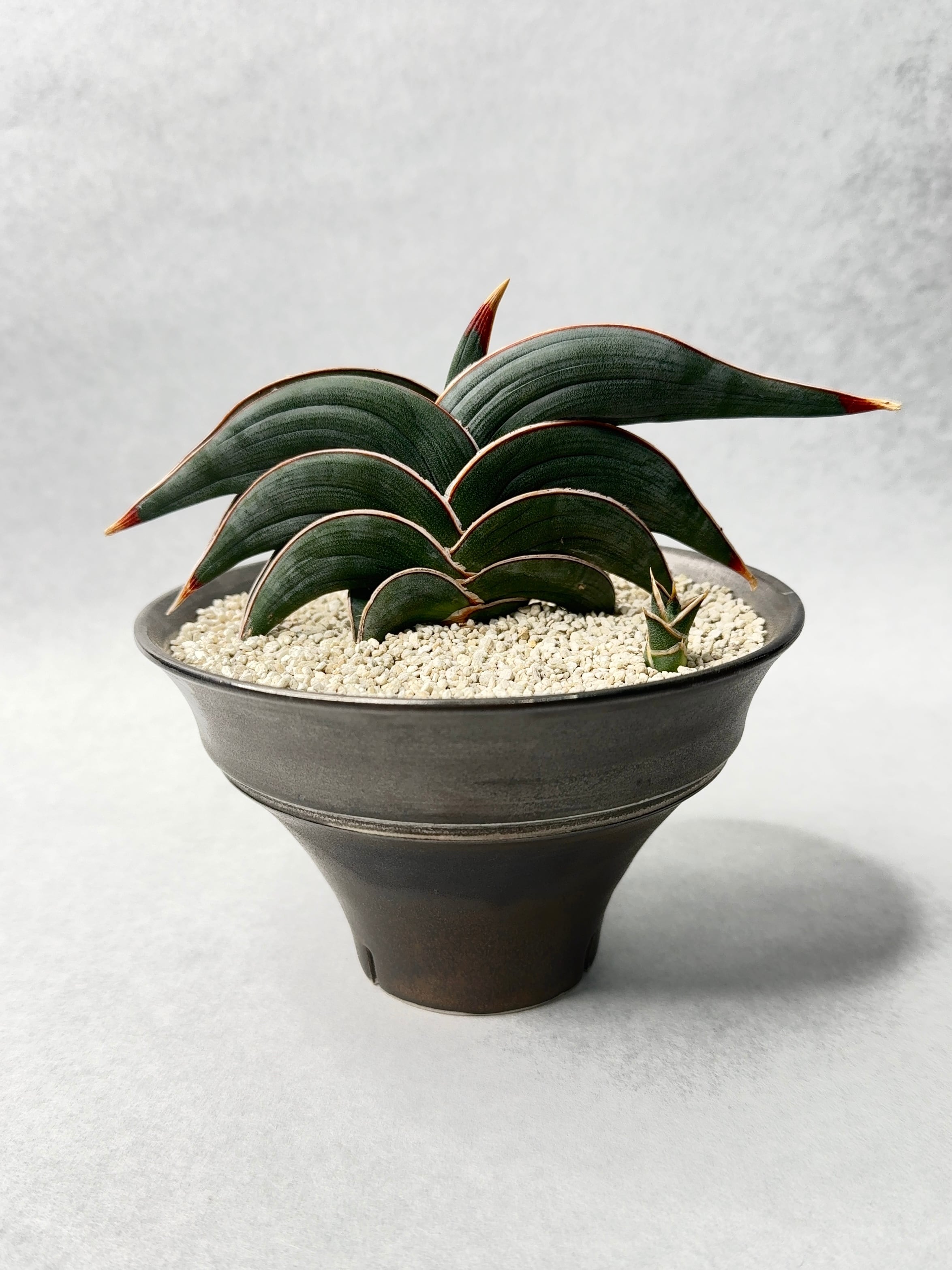 サンセベリア・ロリダ