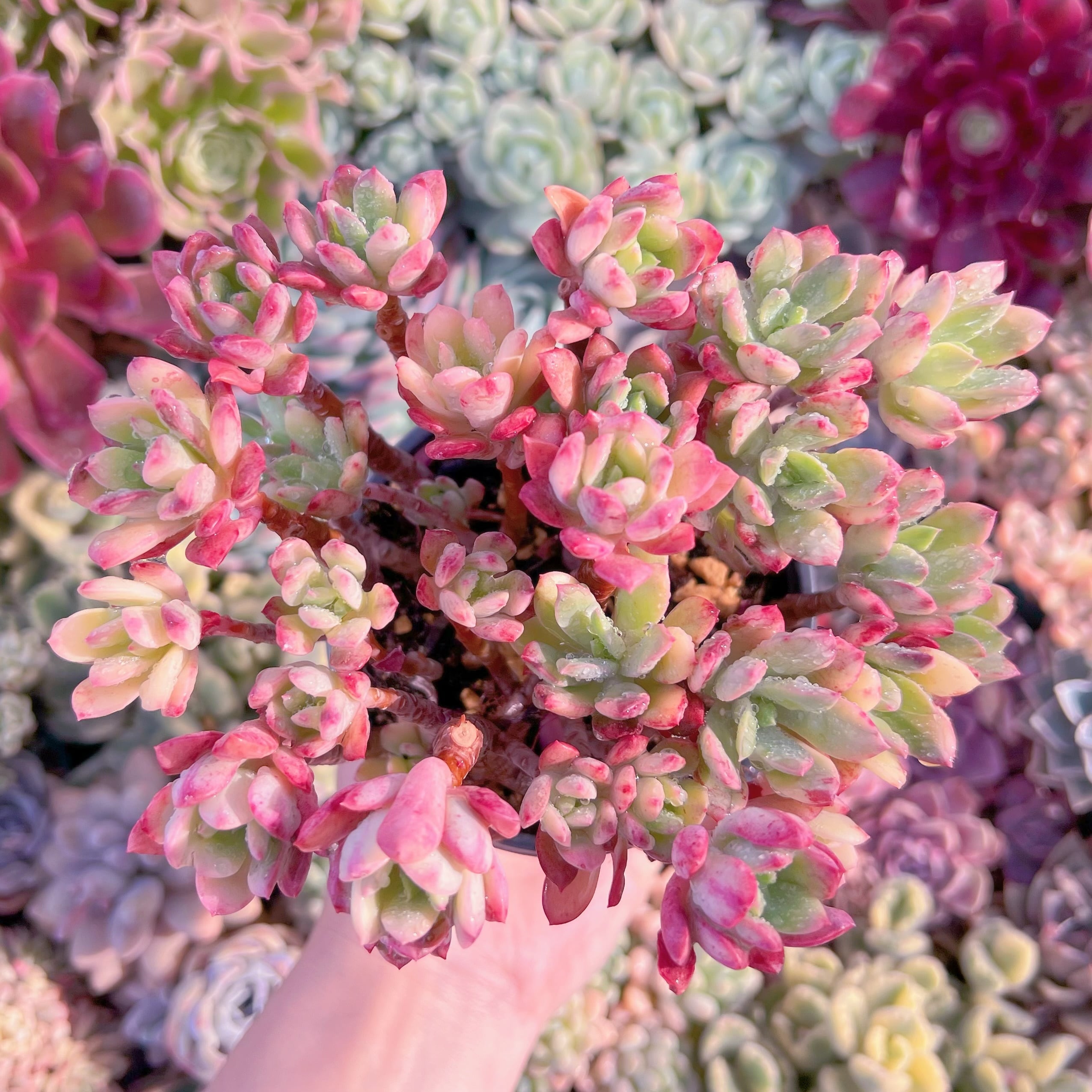 現品　ミニベル錦#071   特大　るる農園