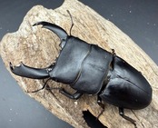 【WD】《西ペレンヒラタ（スラウェシオオヒラタ） 93mm ペア》