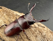 《ミシマコクワガタ 硫黄島産 41mm ♂♀♀トリオ》
