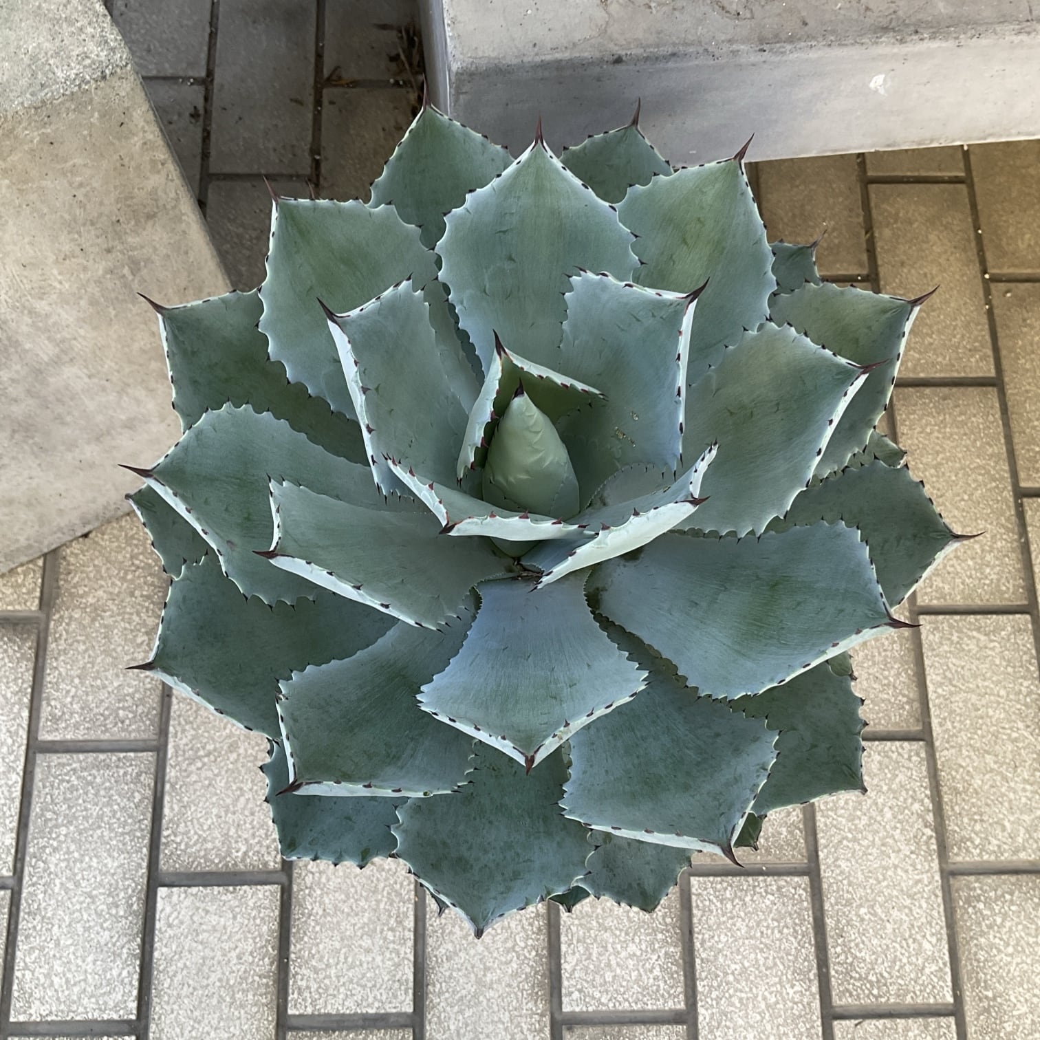 アガベ 苗 多数 多肉植物 観葉植物 送料無料】【多肉植物】アガベ 10号鉢 | 橋本種苗園
