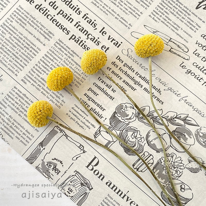 ビリーボタン ナチュラルイエロー 4本 ドライフラワー 自然素材こわけ専門店 あじさいや