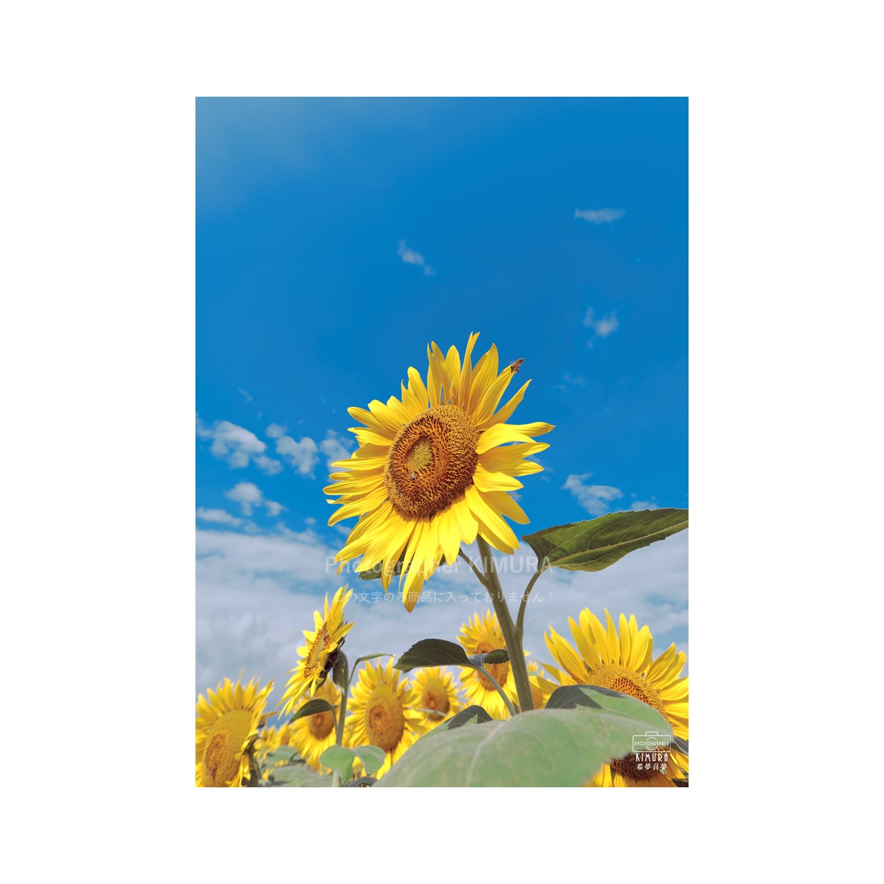 No.A4-34 明野ひまわり畑 写真プリントA4サイズ | 写真家 希夢喜夢