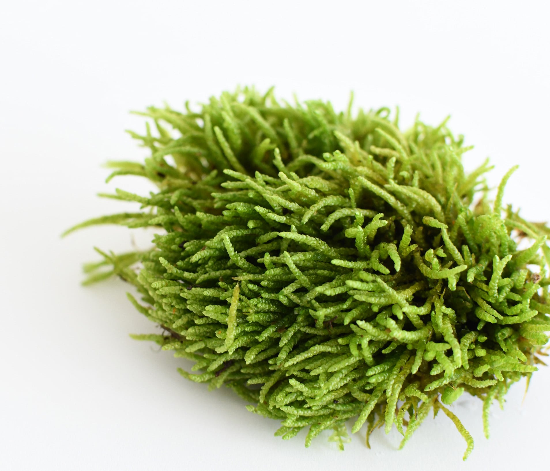 古根(苔つき) 水苔 20gを販売｜はじめる専門店 盆栽妙 – 盆栽妙 本店