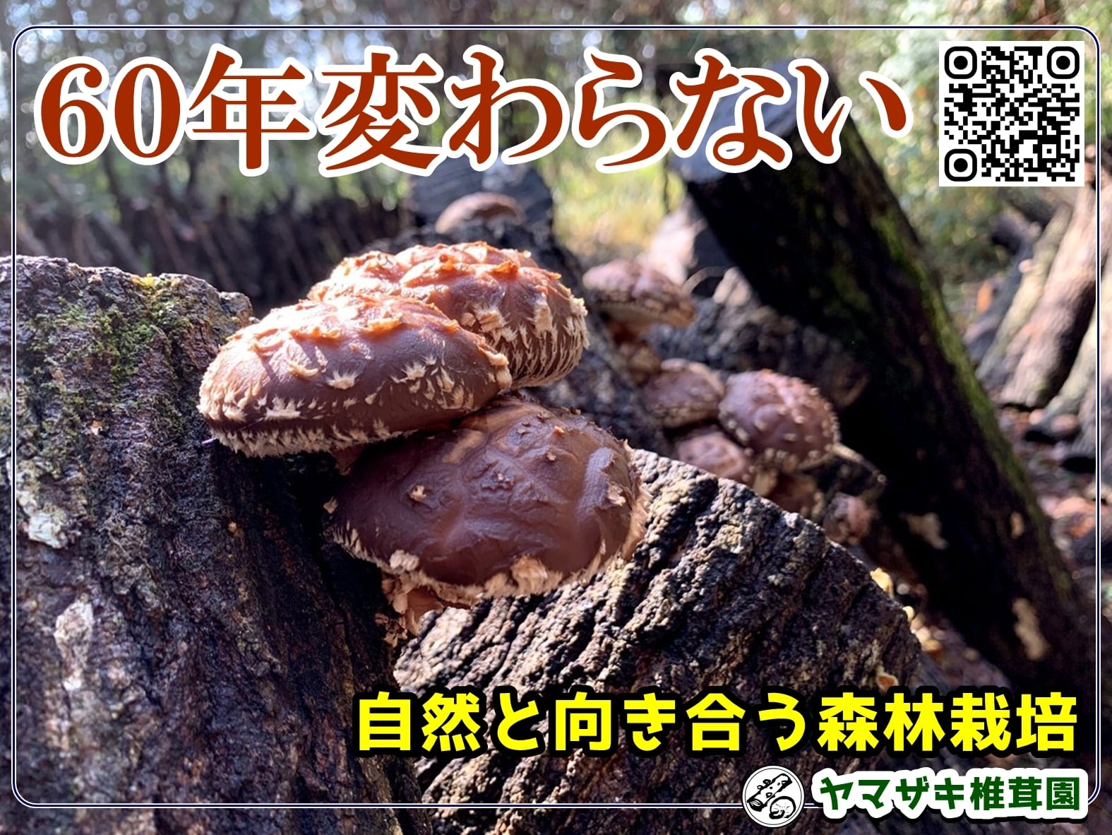 原木乾しいたけ『特撰・伊勢どんこ』 | ヤマザキ椎茸園
