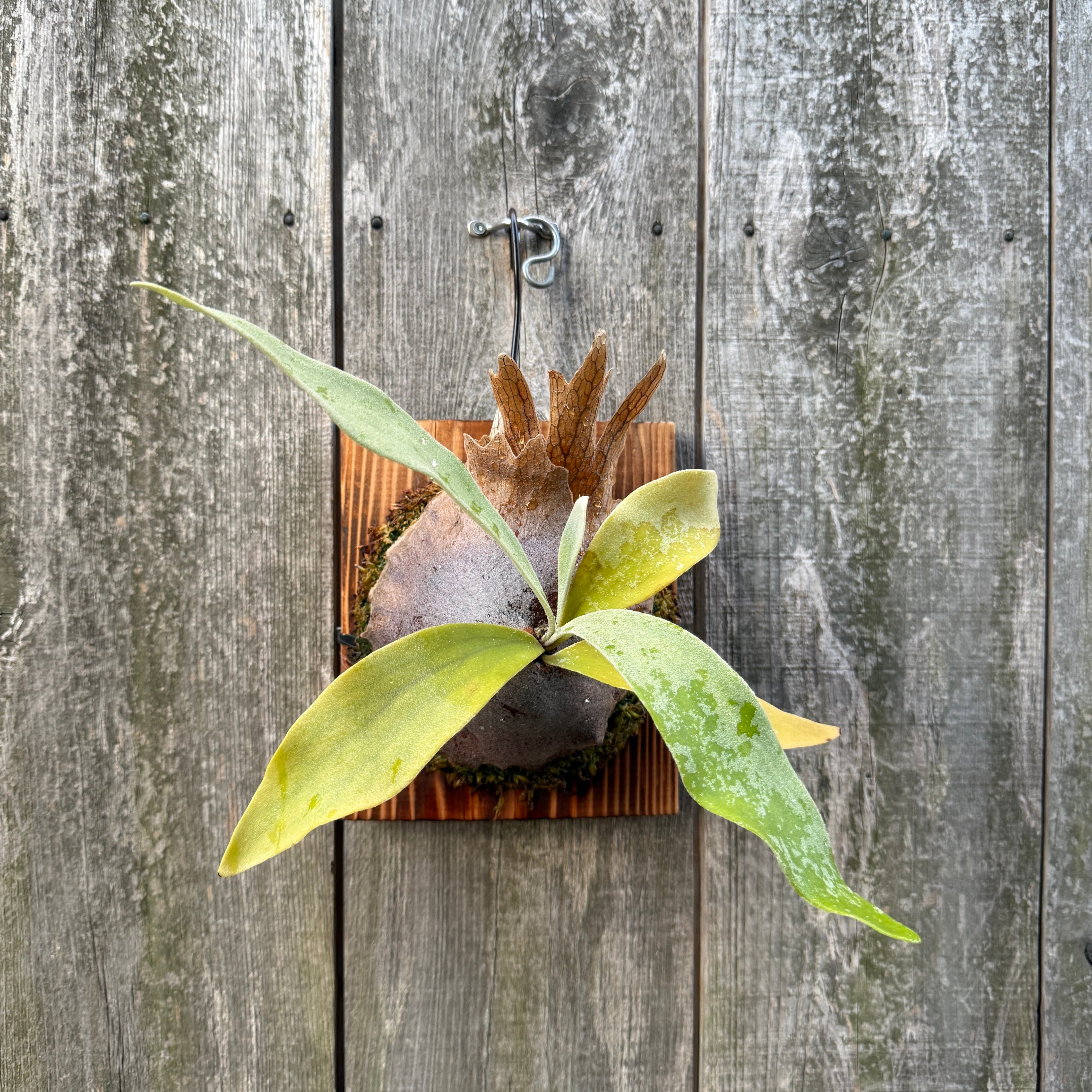 P. Fubuki, P. Ginka 12th oasis sporeling | naturefix