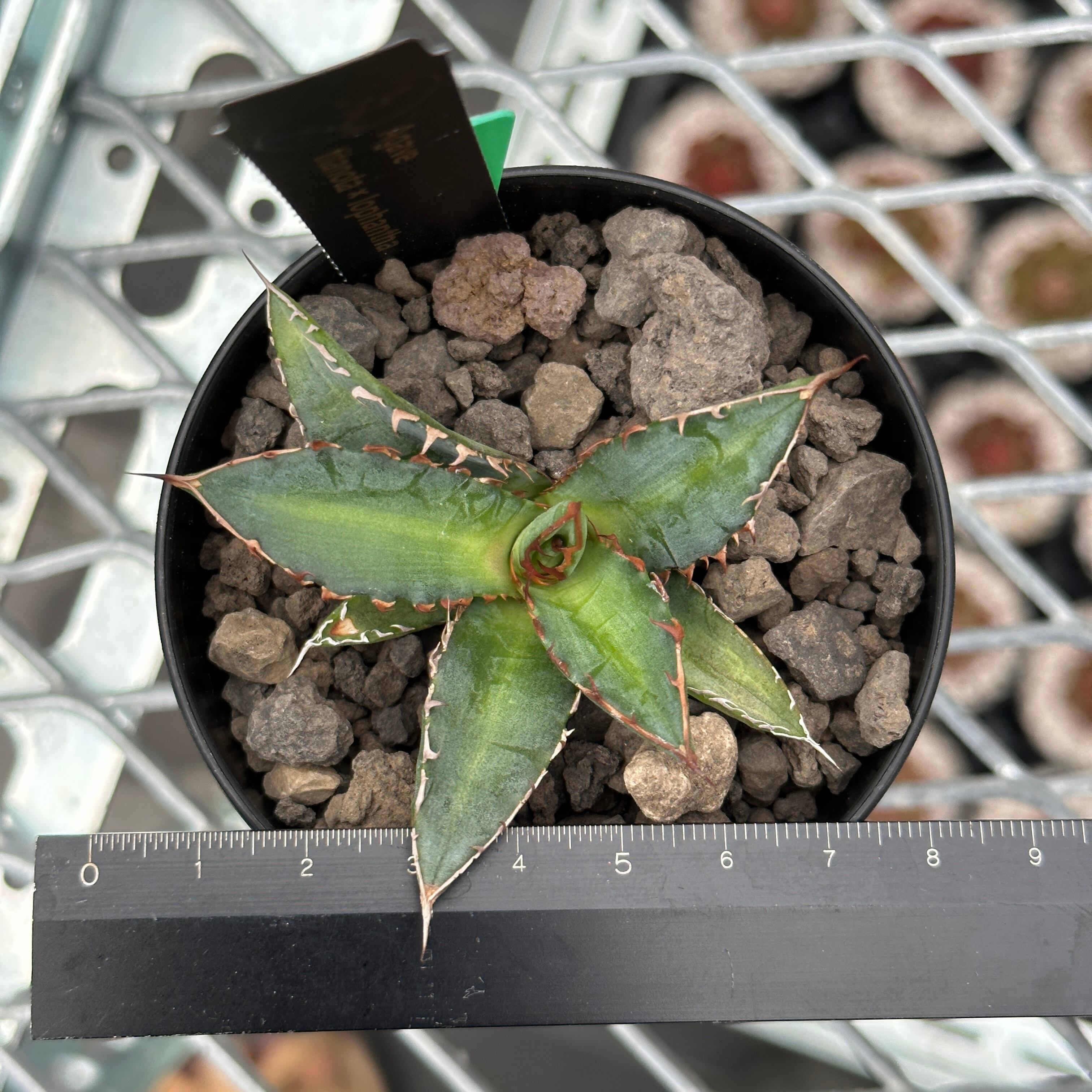 Agave titanota × lophantha (アガベ チタノタ ) 子株 発根済 | Plants