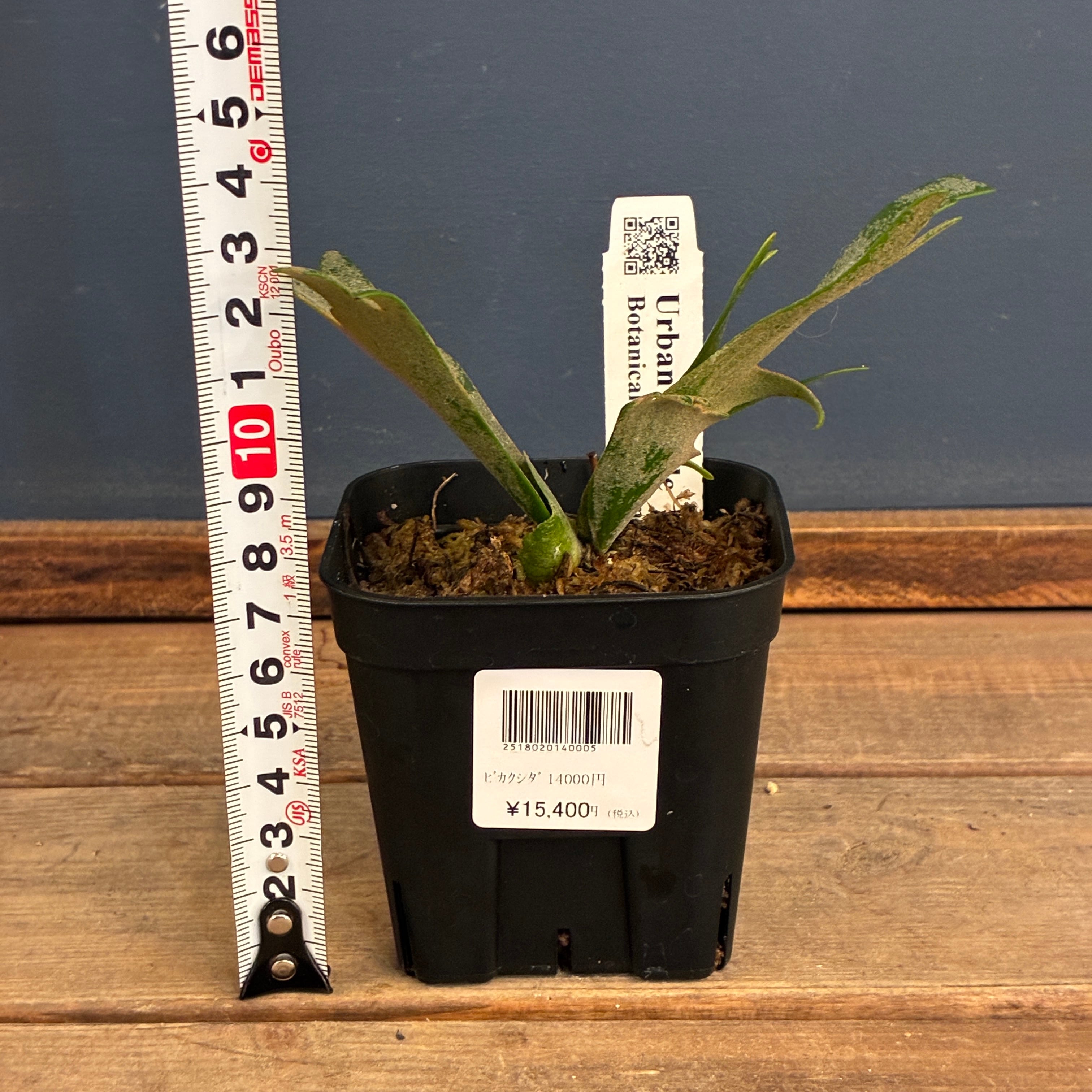UJ】ビカクシダ P. willinckii 'Golden Boy' Spore【251】【再撮影