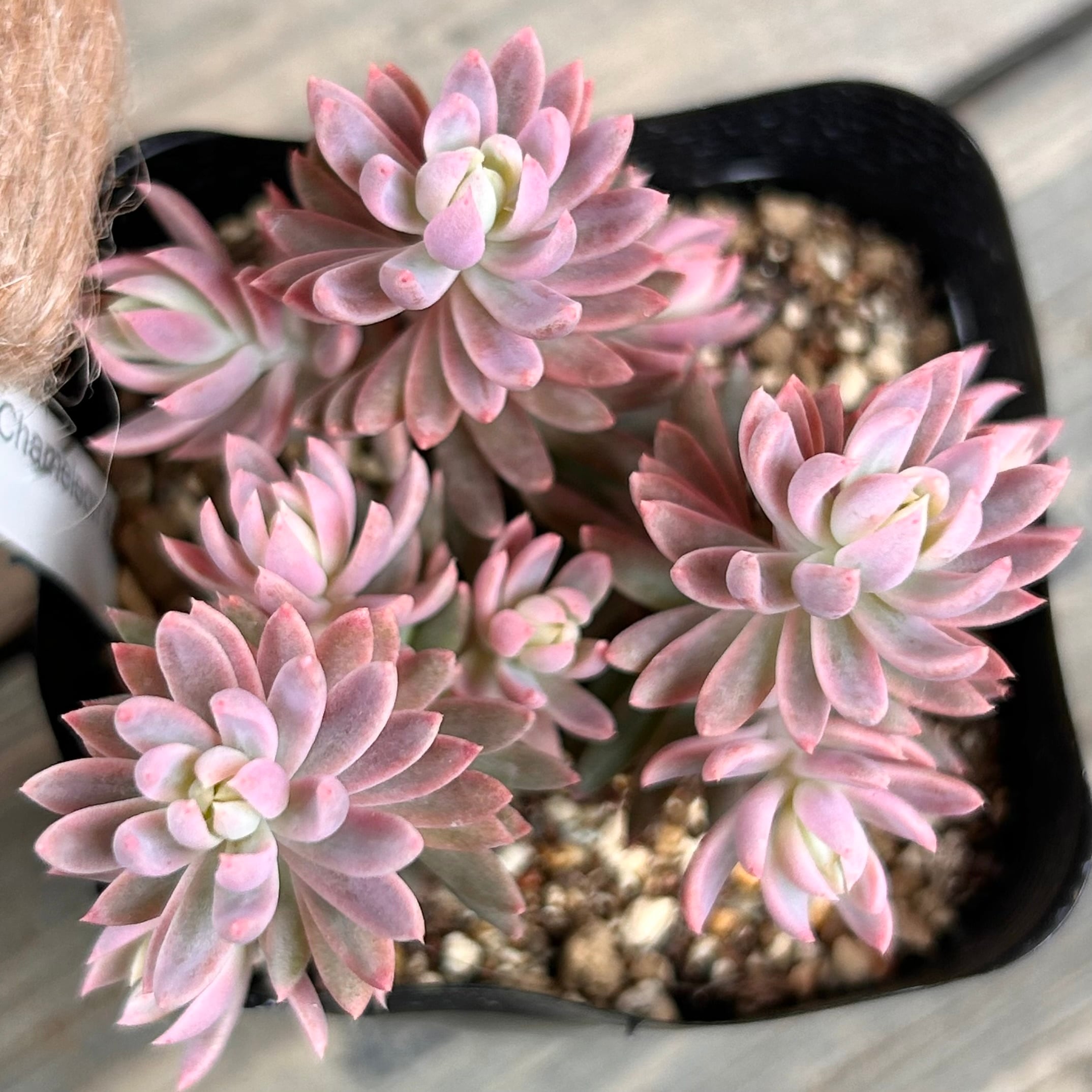 錦 | RuPo 多肉植物専門店